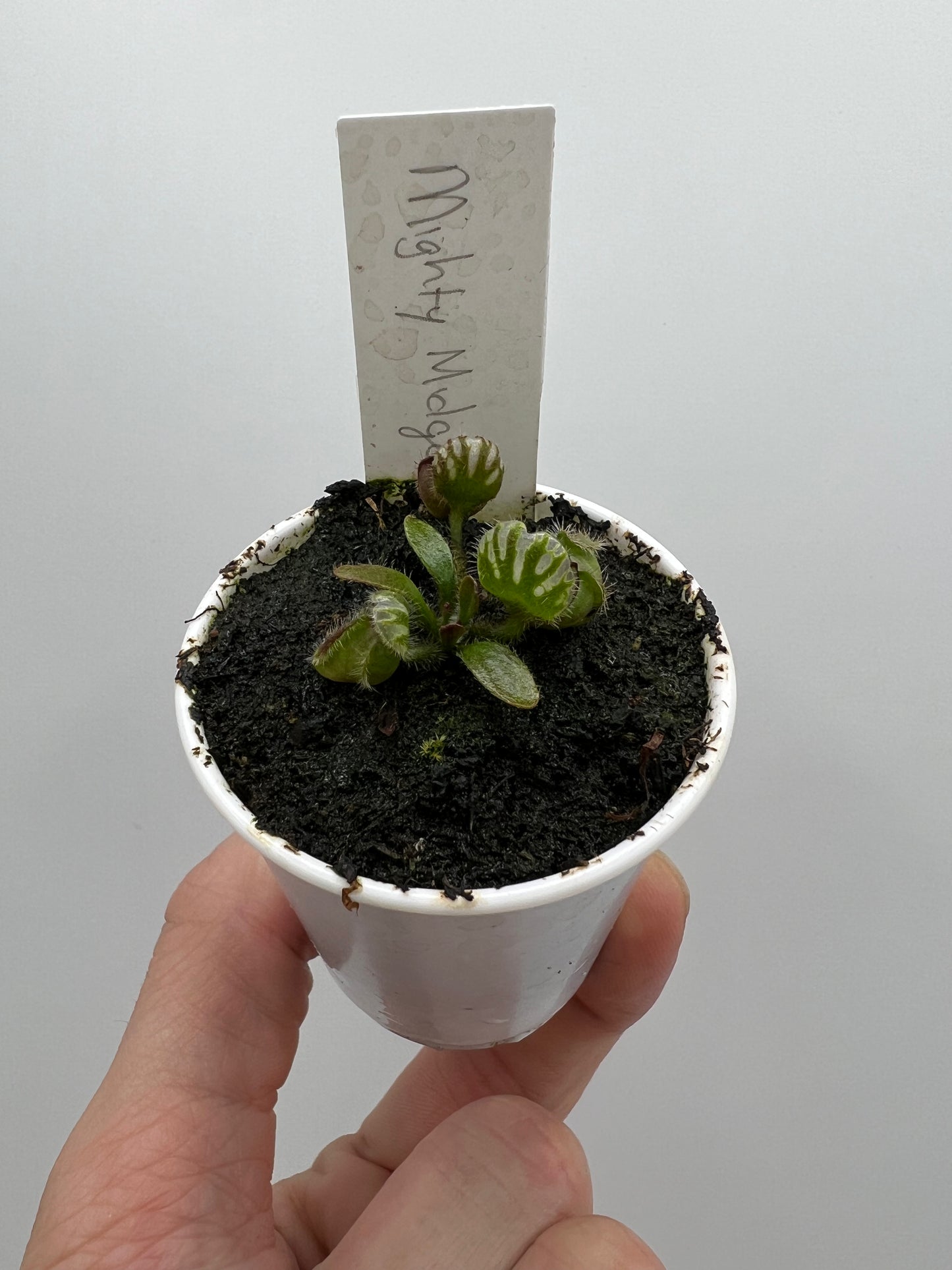 Cephalotus follicularis “Mighty Midget” - *Rare*