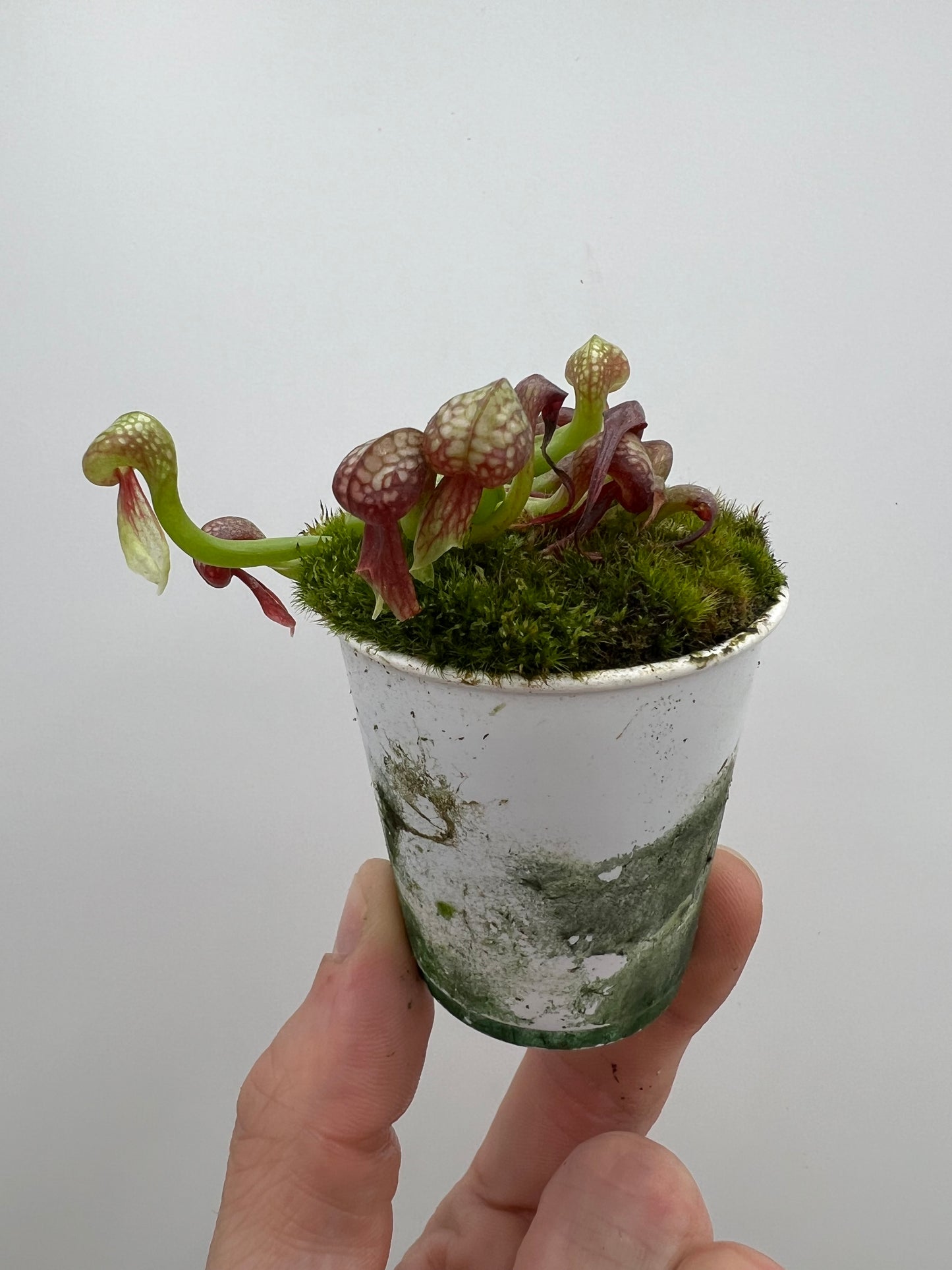 Darlingtonia californica (Cobra Pitcher Plant) - Seed Grown #194