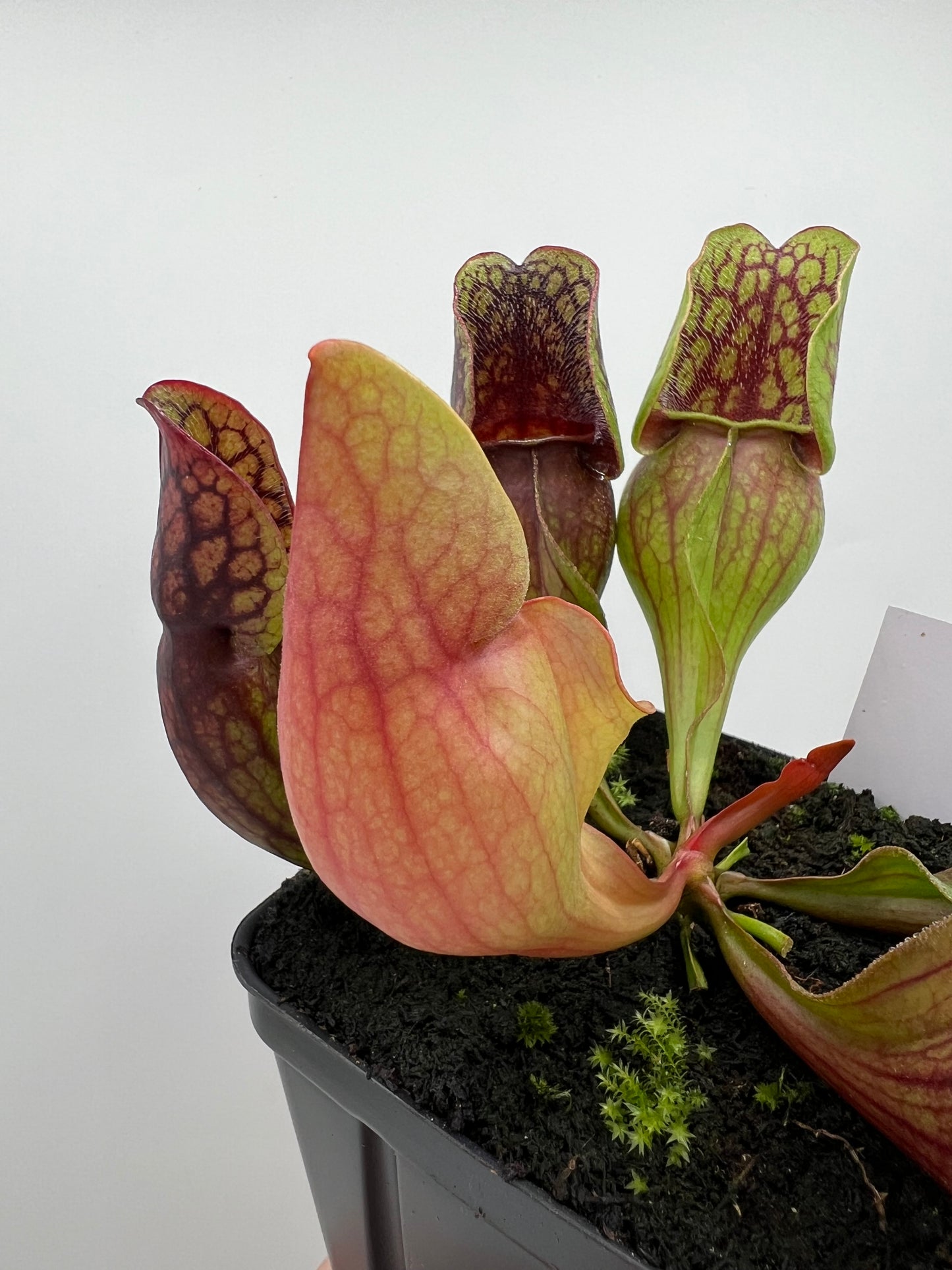 Sarracenia purpurea ssp. purpurea (Centre Co, PA) - Seed Grown #91