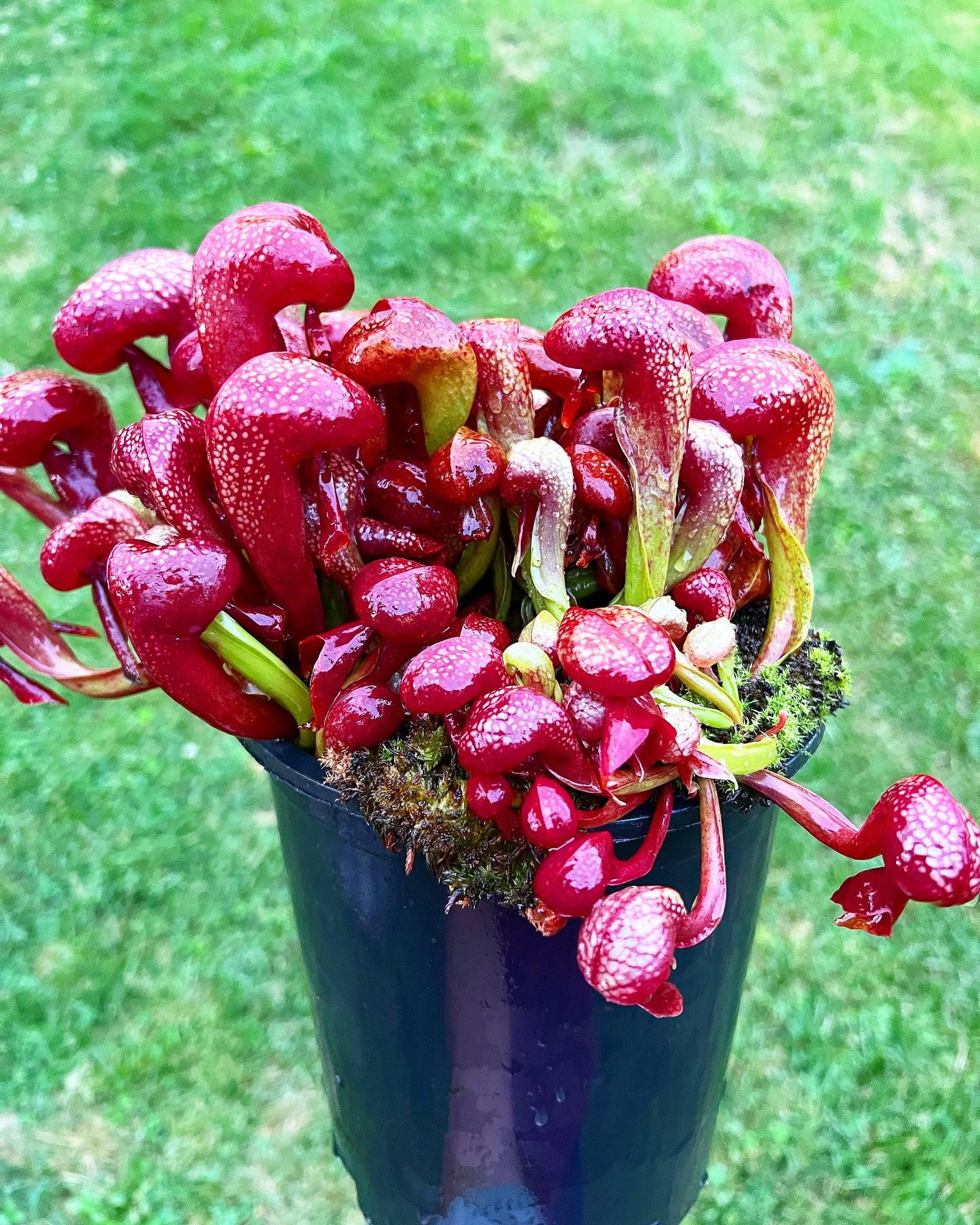 Darlingtonia californica “SGLC1”