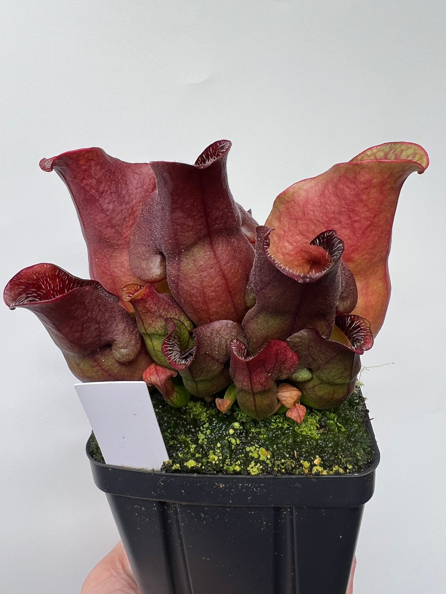 Sarracenia purpurea ssp. venosa (Brunswick Co, NC x Carteret Co, NC) - Seed Grown #4