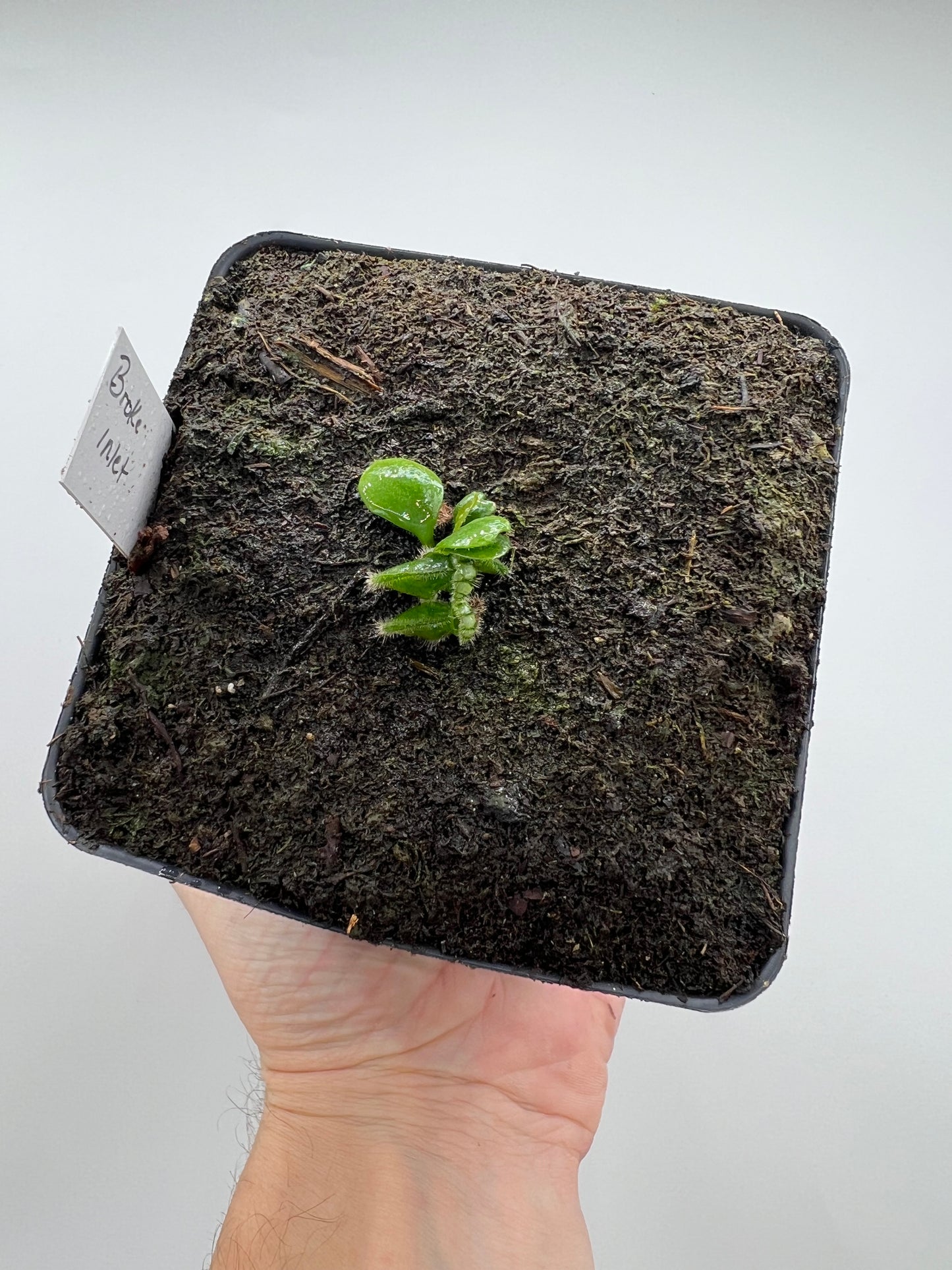 Cephalotus follicularis “Broke Inlet”