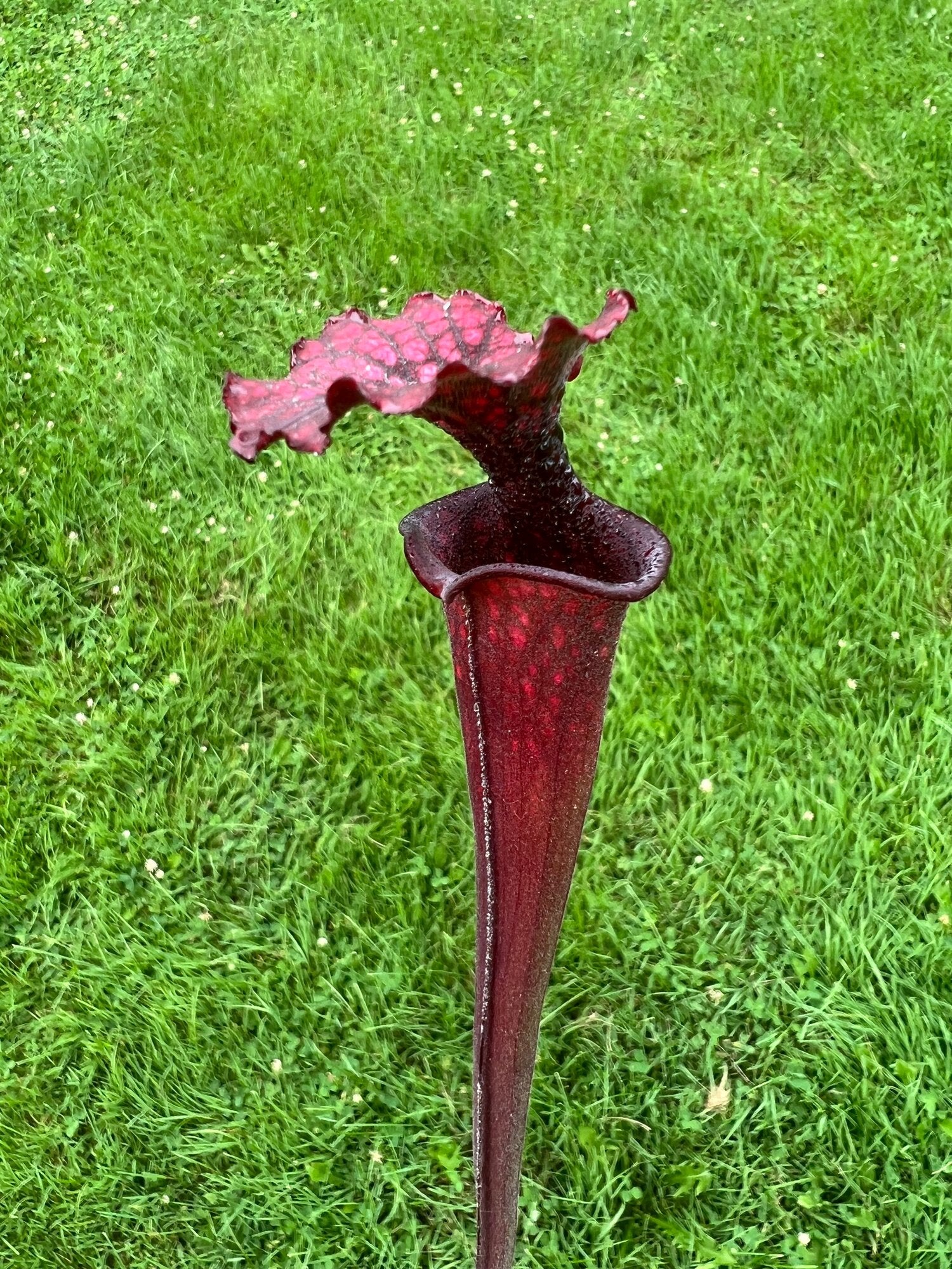 Sarracenia “Hawaiian Ice” x ‘Adrian Slack’ Little Carnivores