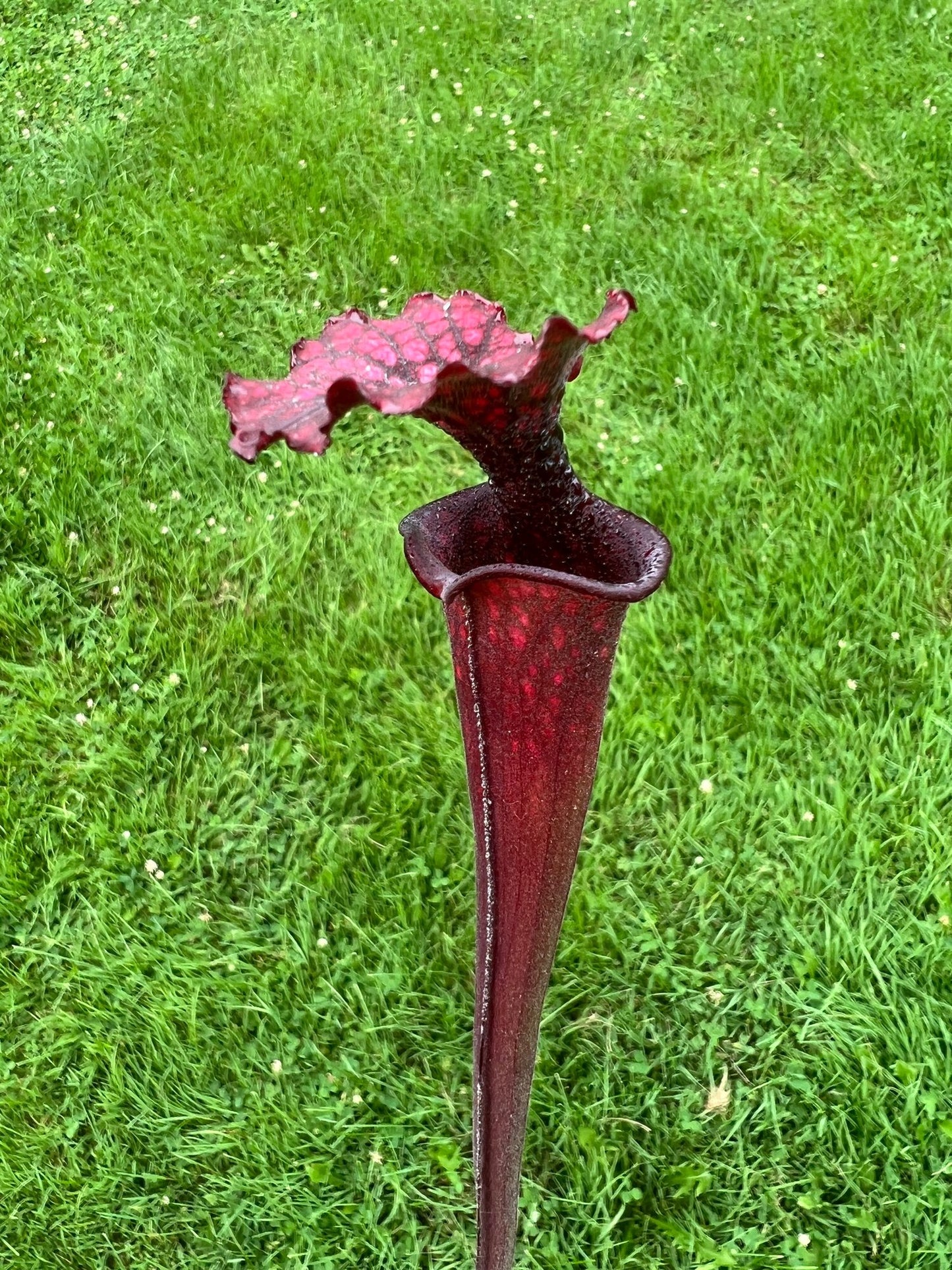 Sarracenia “Hawaiian Ice” x ‘Adrian Slack’