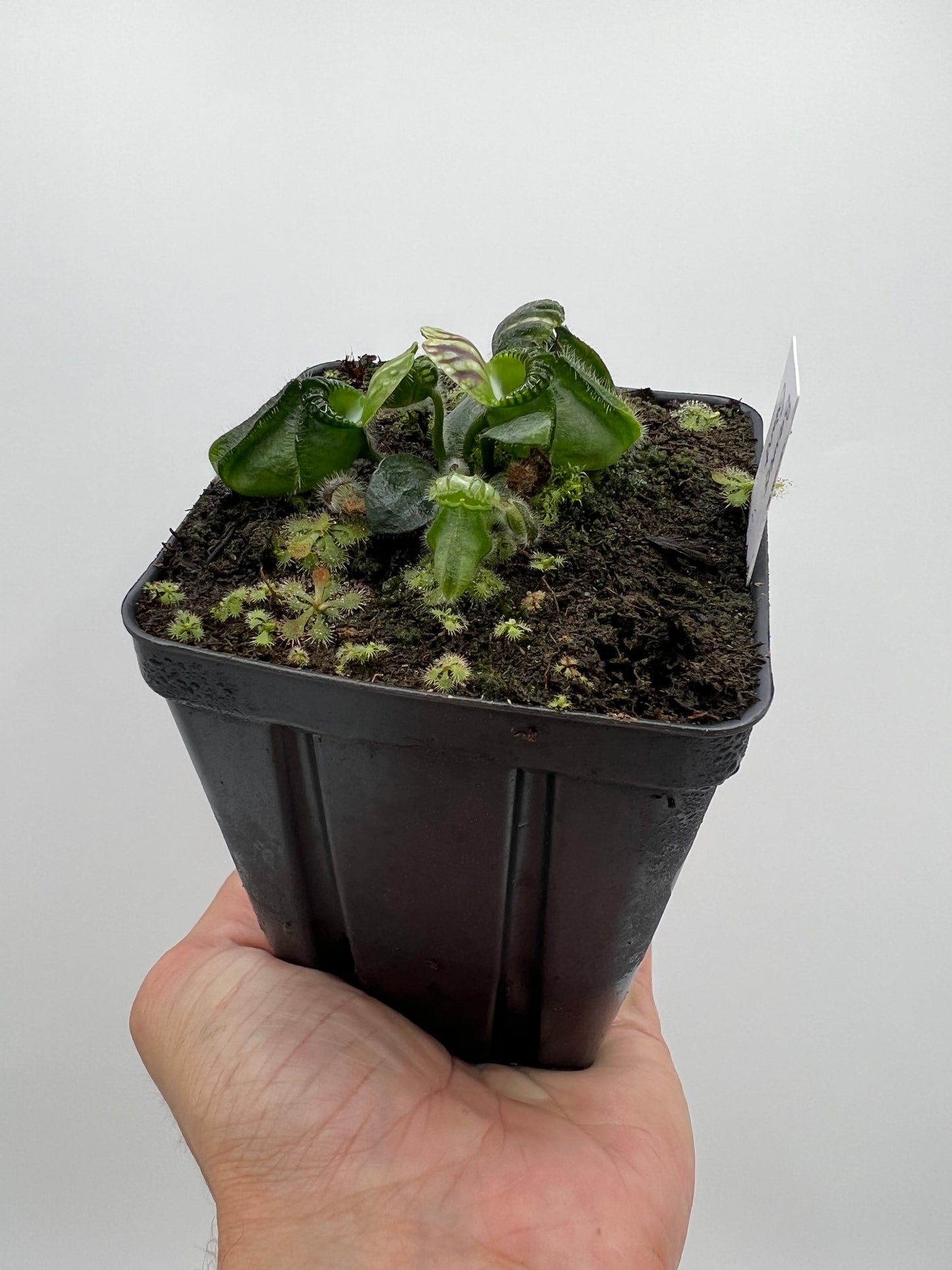 Cephalotus follicularis “Brewers Giant”