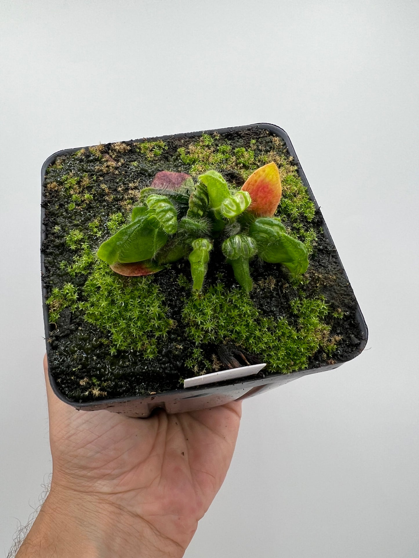Cephalotus follicularis “Phil Mann” x “Hummers Giant”
