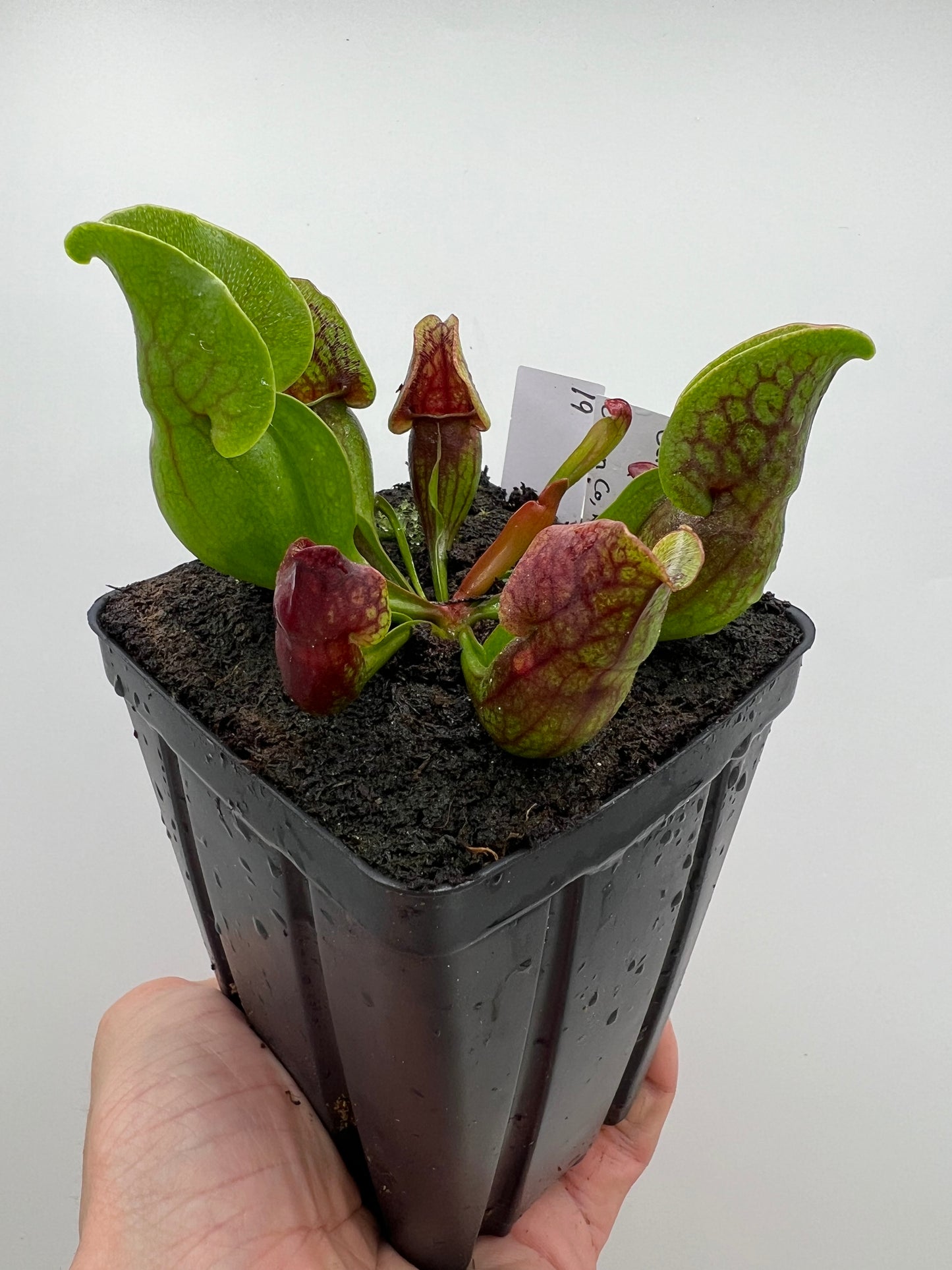 Sarracenia purpurea ssp. purpurea (Centre Co, PA) x (Ocean Co, NJ) - Seed Grown #19