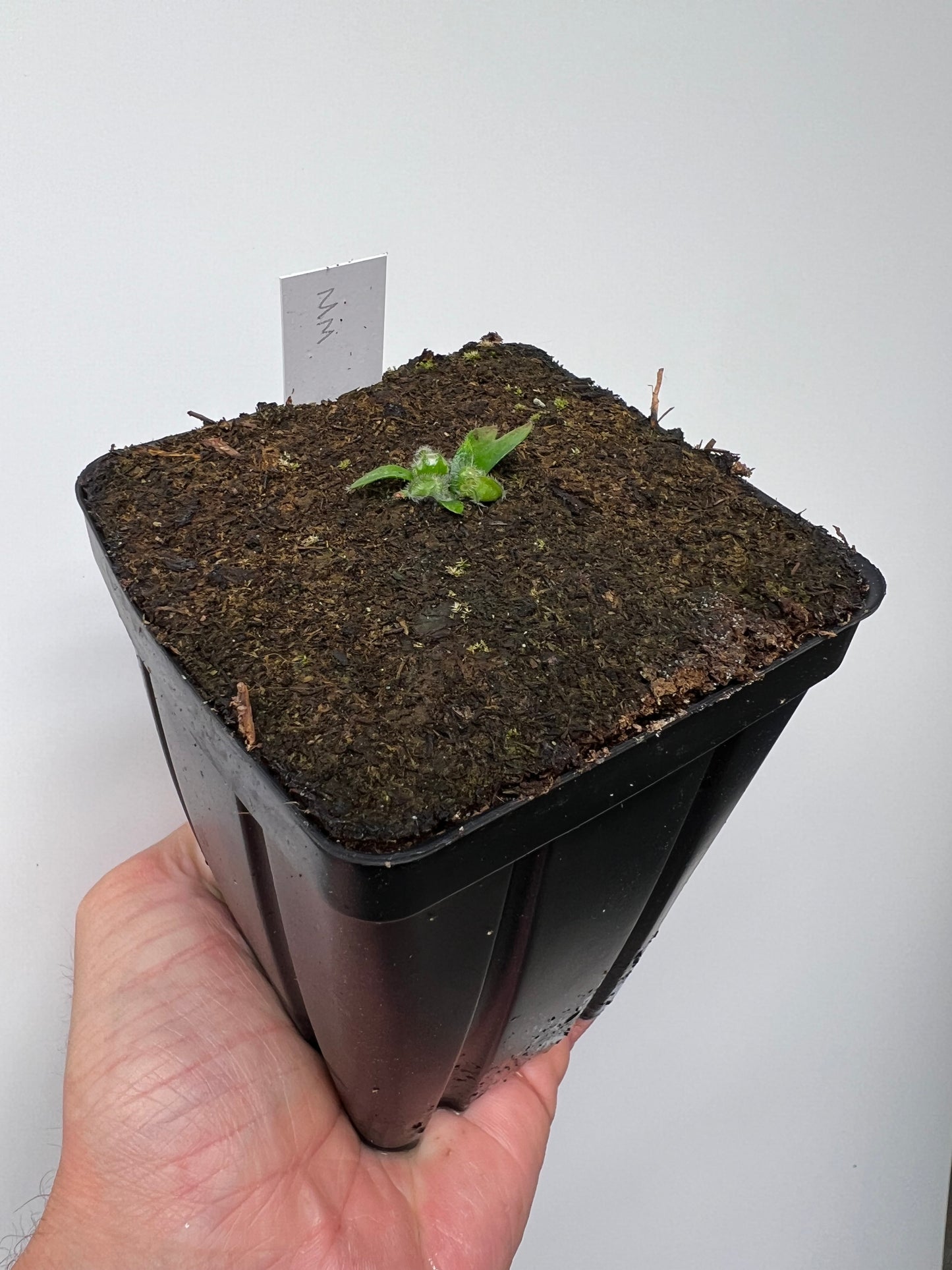 Cephalotus follicularis “Mighty Midget” - *Rare*