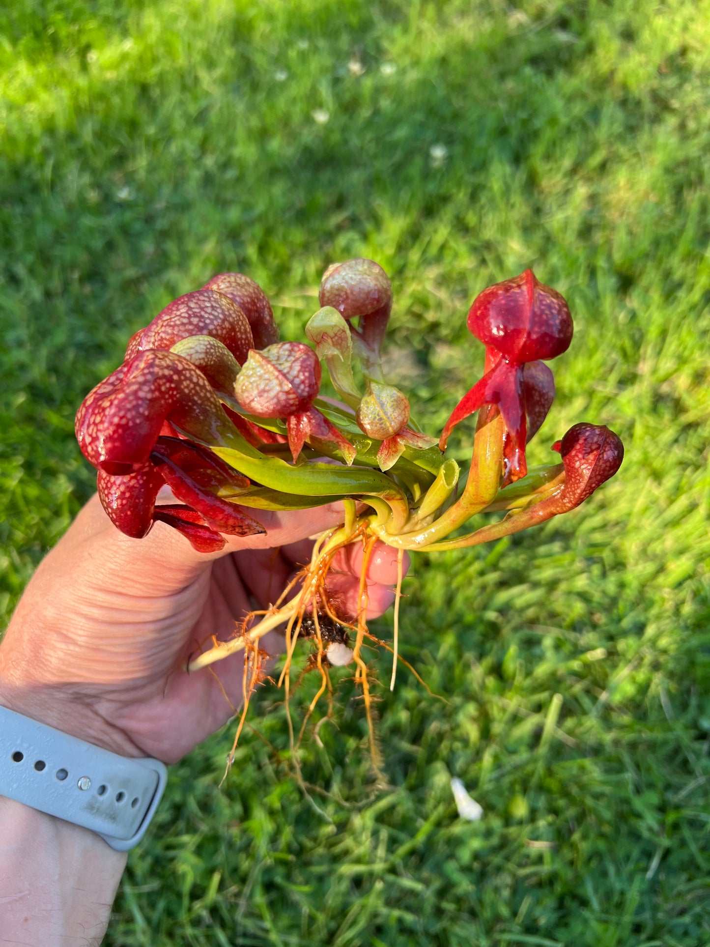 Darlingtonia californica “SGLC1”