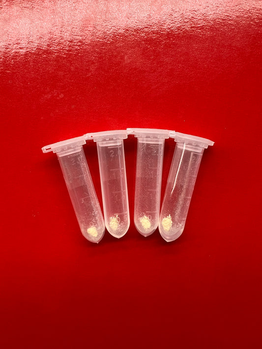 Pollen - Sarracenia purpurea ssp. purpurea (Ocean Co, NJ)