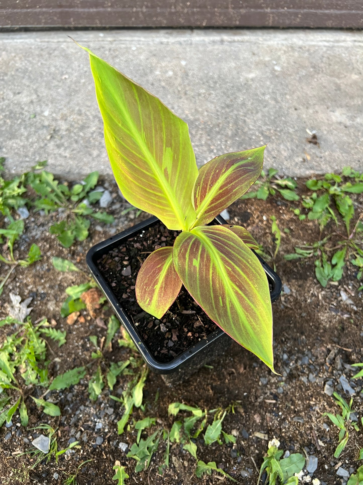 Musa ‘Siam Ruby’