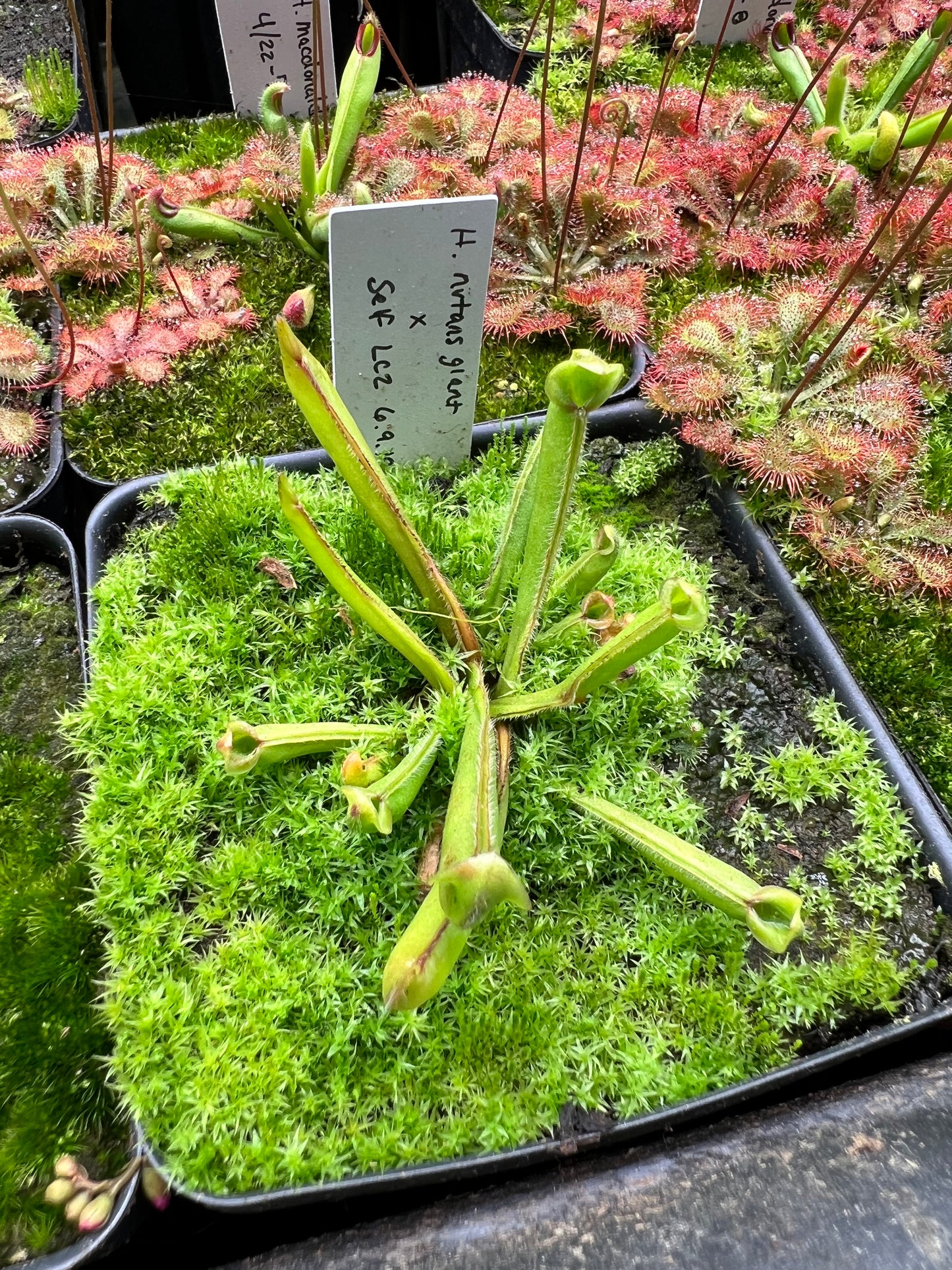 Heliamphora Nutans Giant x self (LC2 6.9.19)