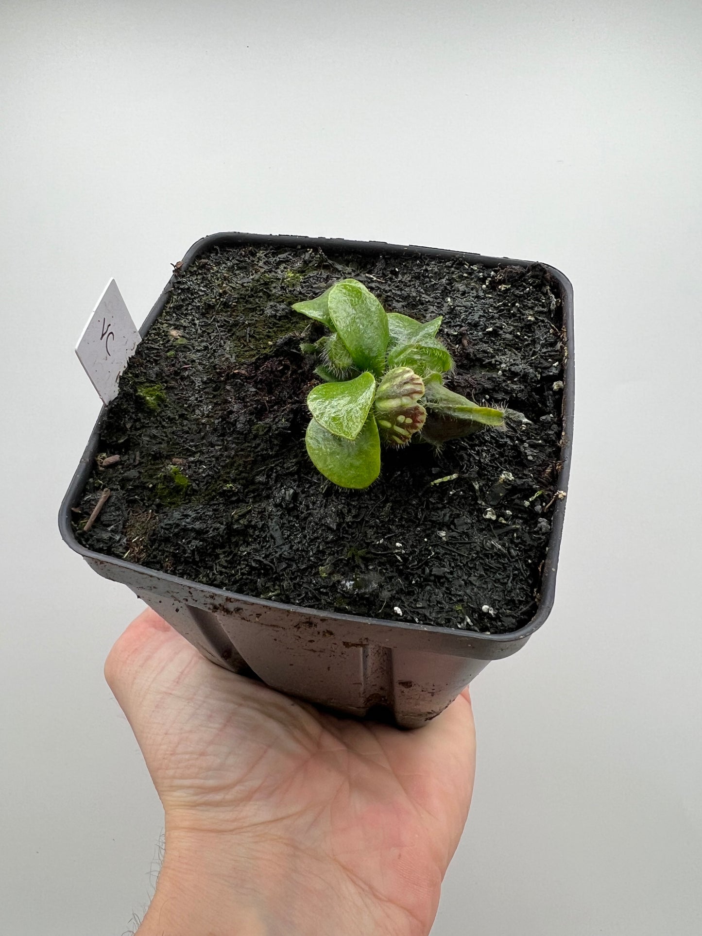 Cephalotus follicularis “Vigorous Clumping” - Stephen Morley