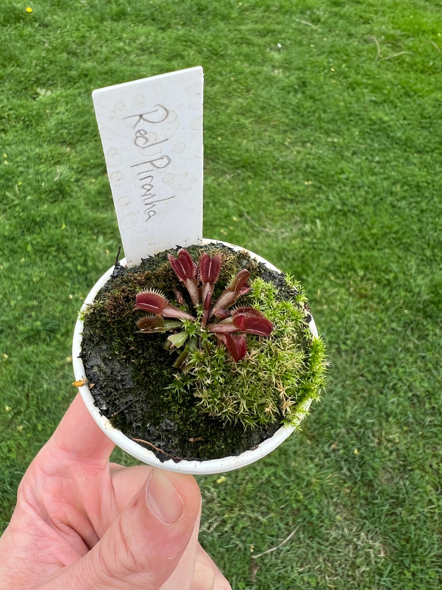 Dionaea muscipula ‘Red Piranha’