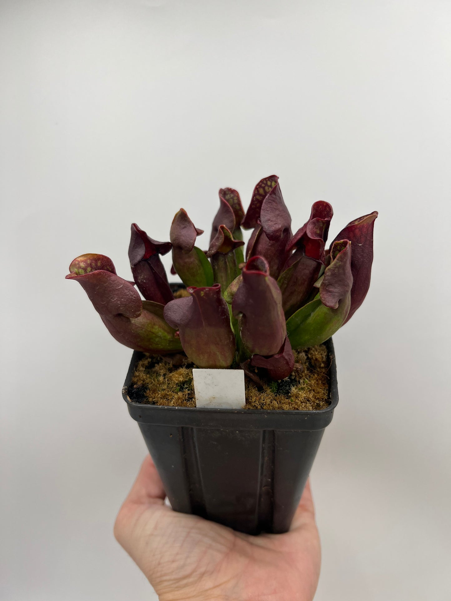 Sarracenia purpurea ssp. purpurea (Ft. Nelson, BC Canada) - Seed Grown *Rare*