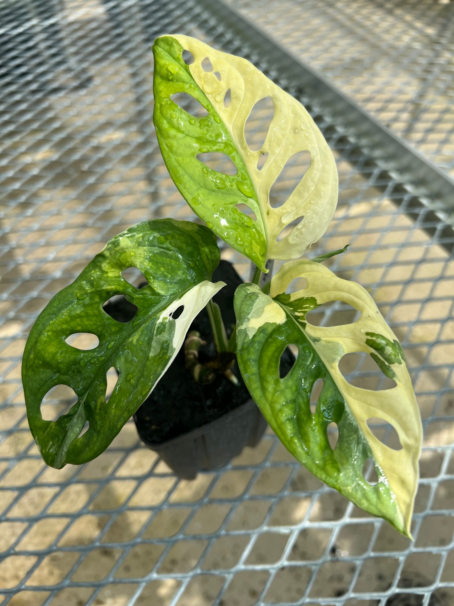 Monstera adansonii “Tricolor” LC