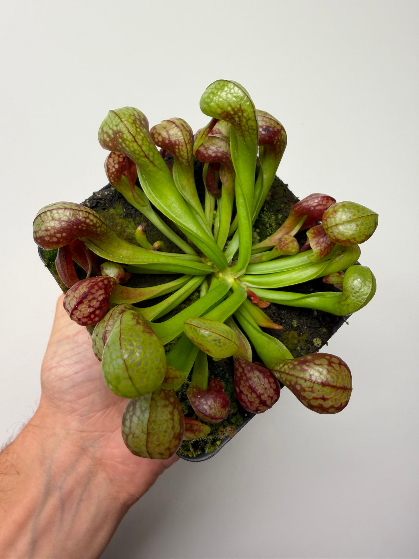 Darlingtonia californica (Cobra Pitcher Plant) - Seed Grown #214