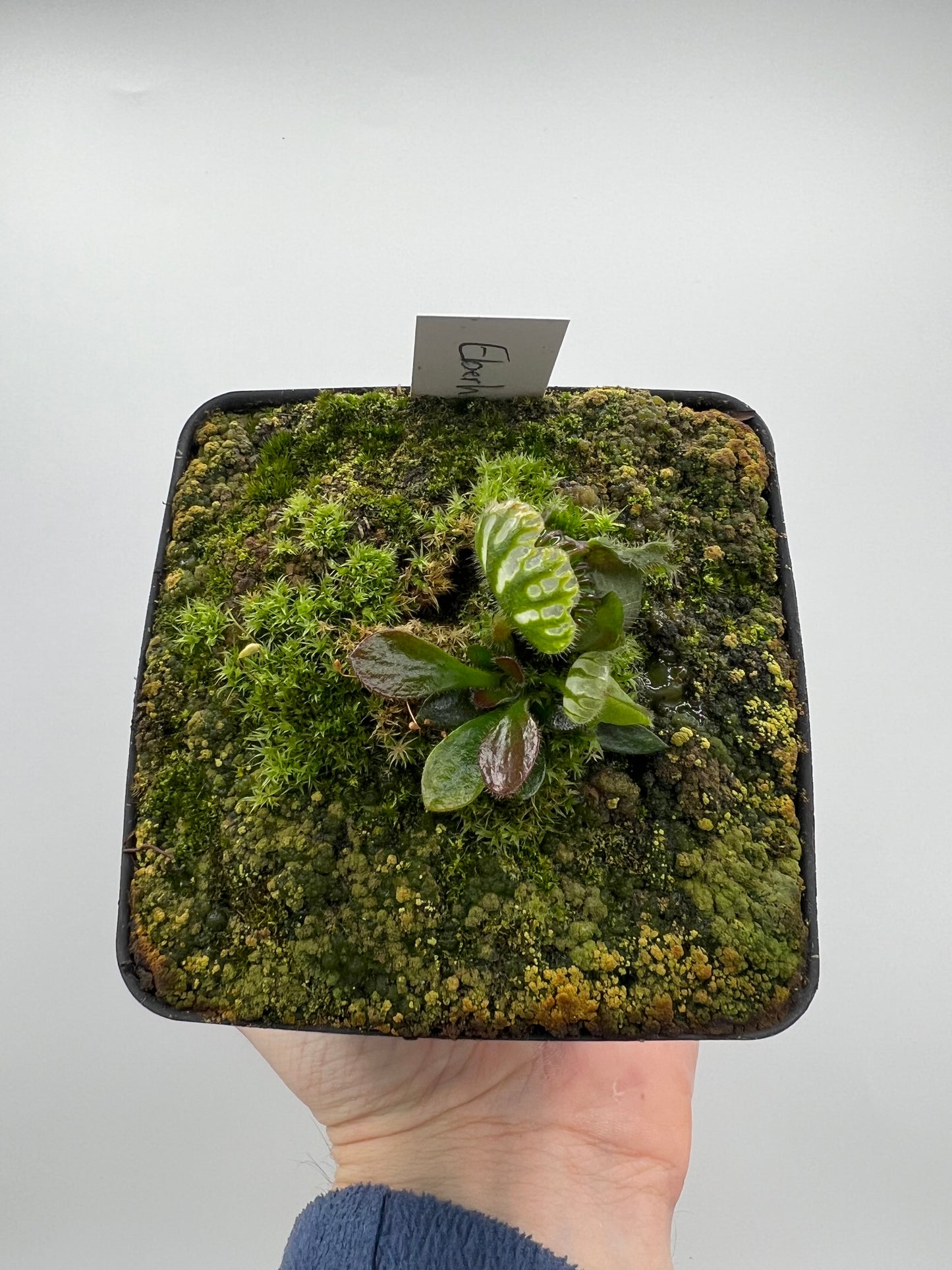 Cephalotus follicularis “Dr. Eberhard König”