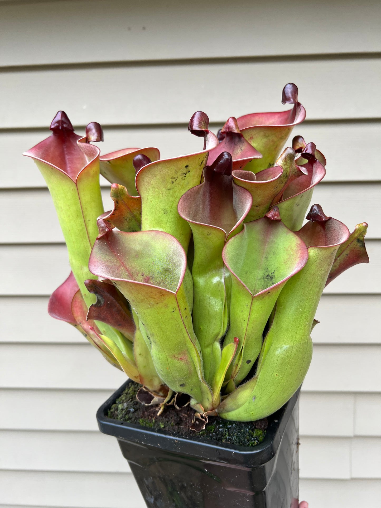 Heliamphora tatei x folliculata (California Carnivores clone) - Fresh Division (D)