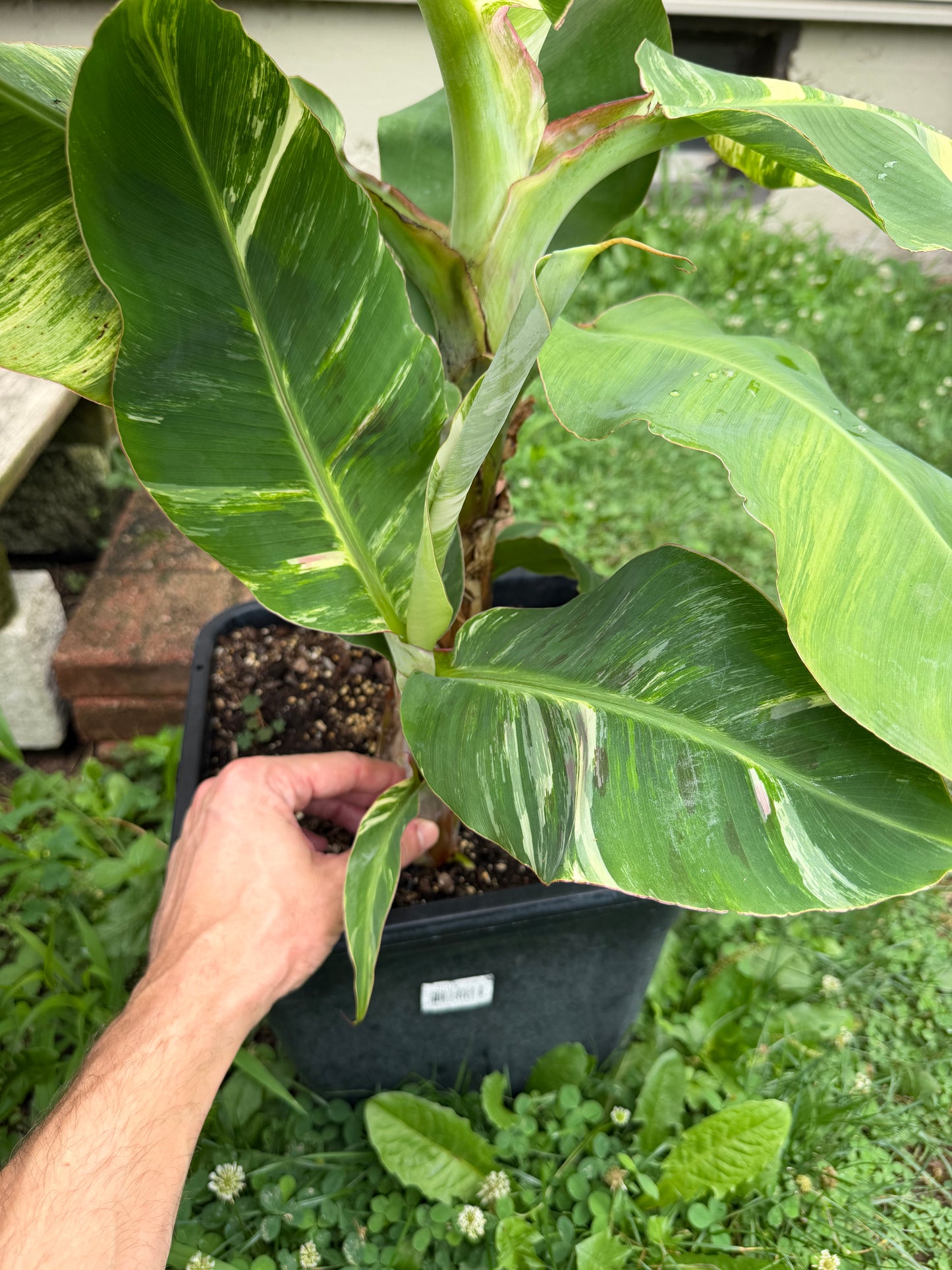 Musa ‘Little Prince’ Variegated - *Extremely Rare* - Dwarf Banana
