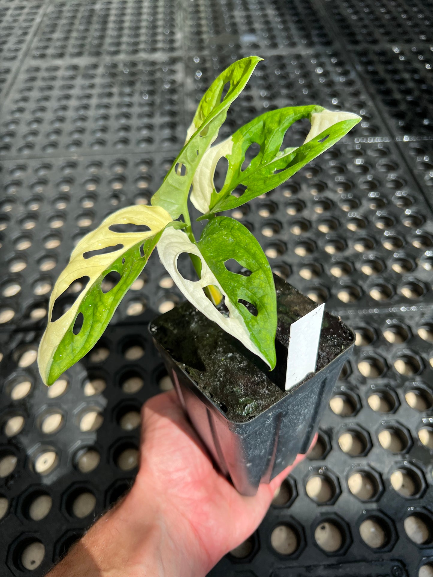 Monstera adansonii “Tricolor” LC
