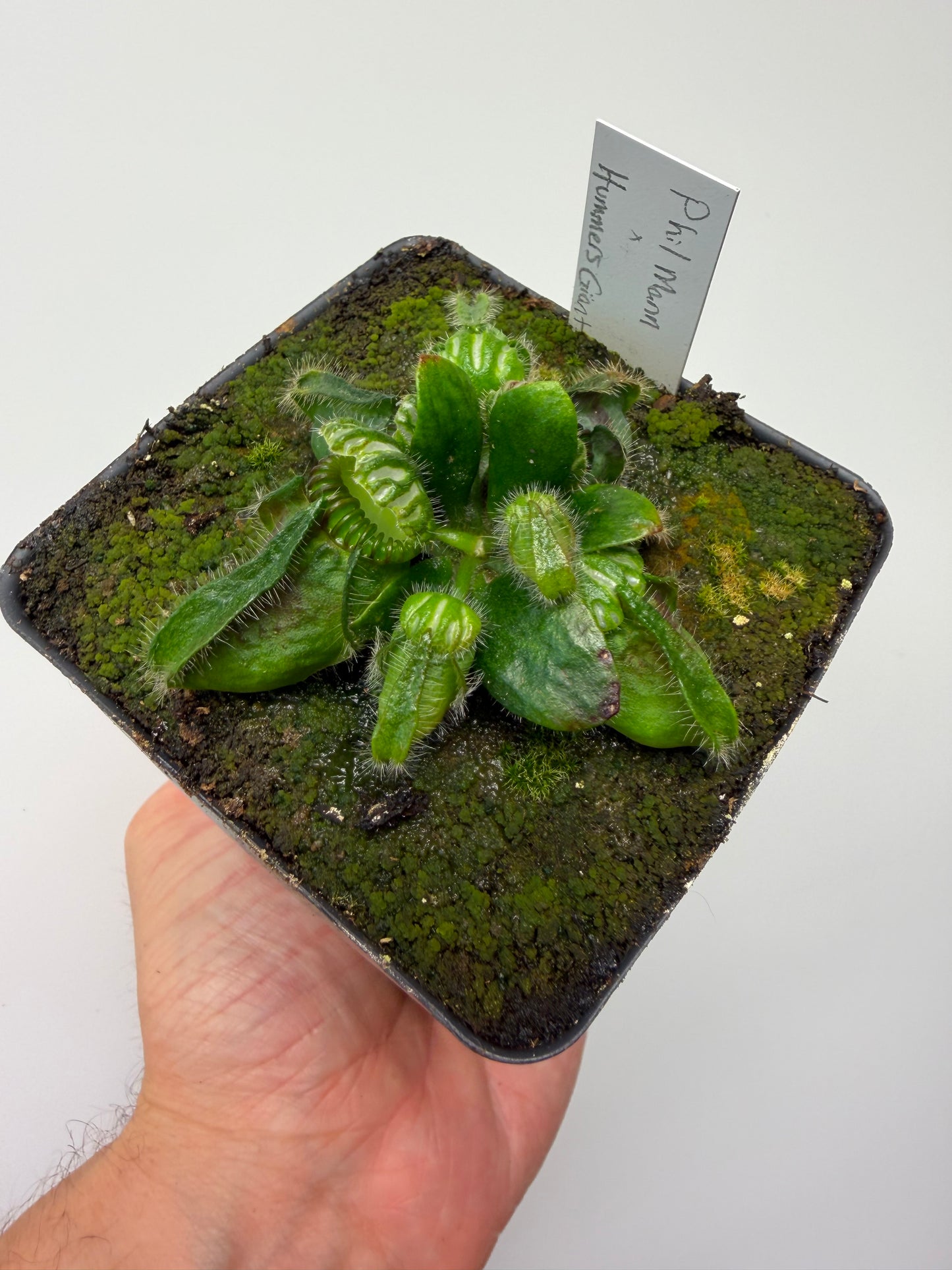 Cephalotus follicularis “Phil Mann” x “Hummers Giant”
