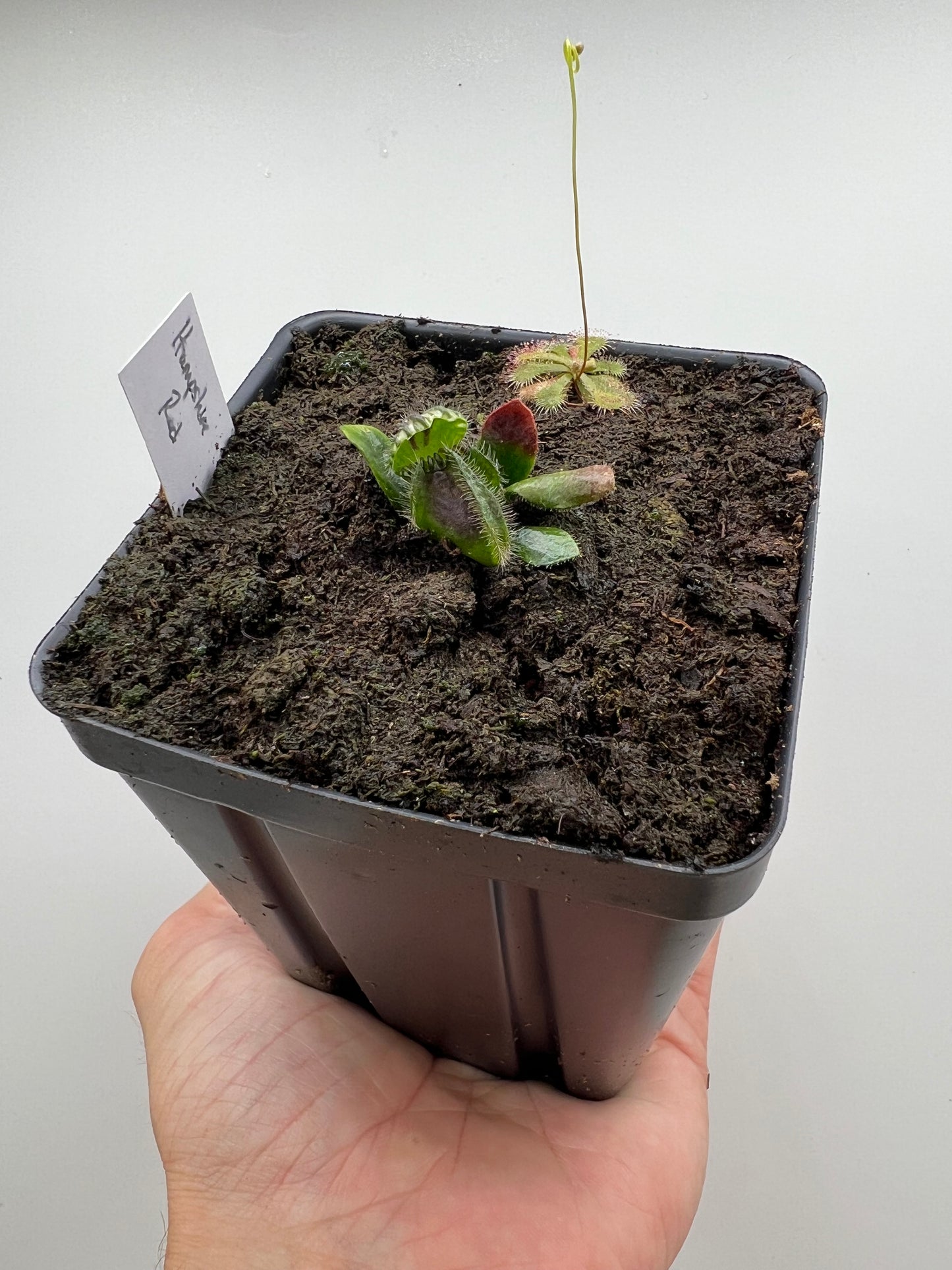 Cephalotus follicularis “Hampshire Red”