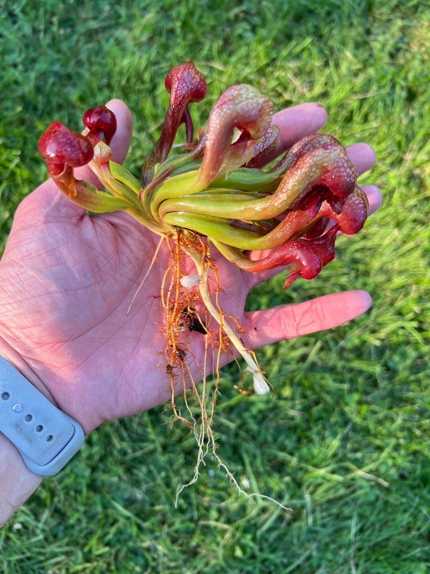 Darlingtonia californica “SGLC1”