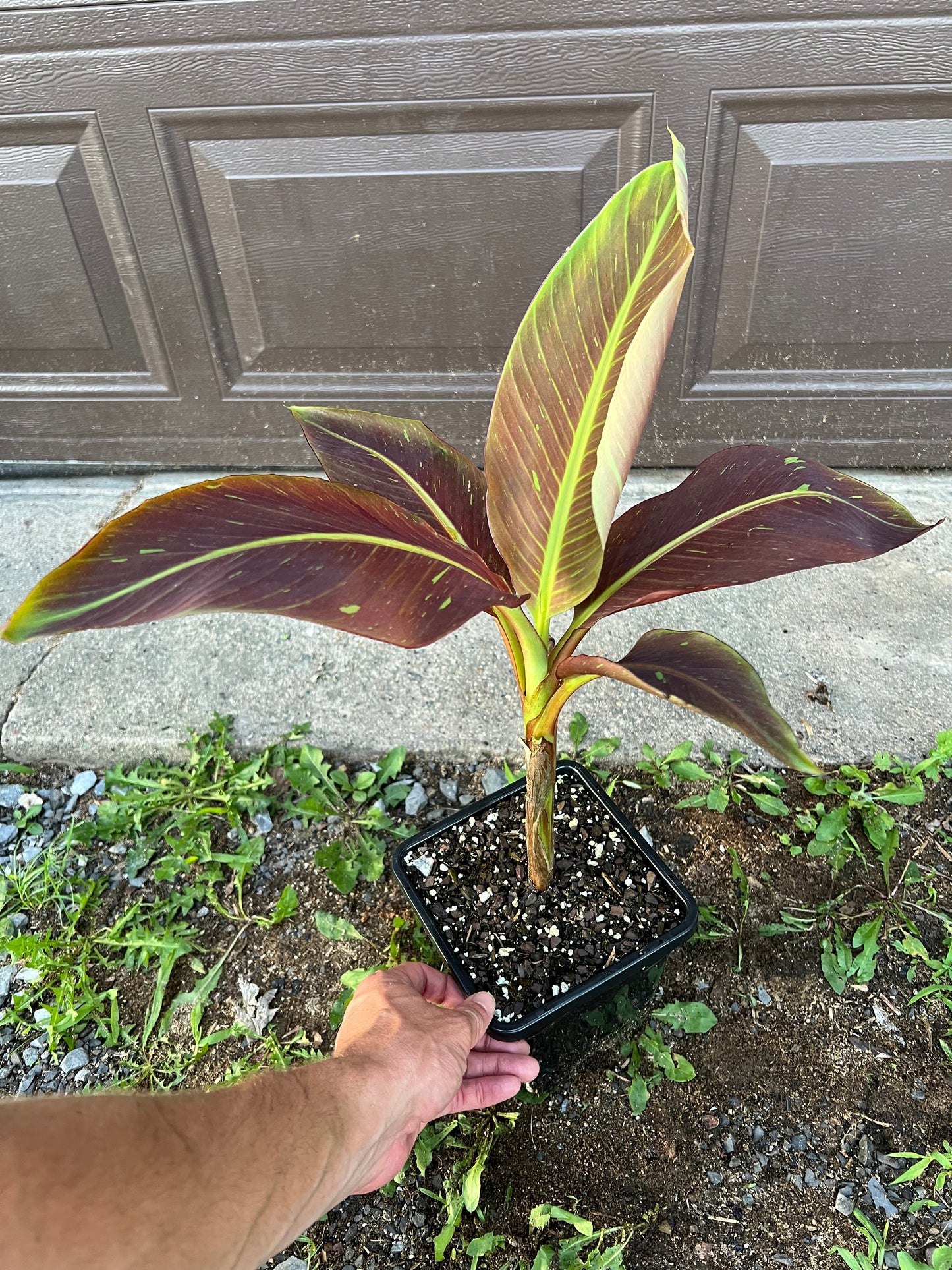 Musa ‘Siam Ruby’