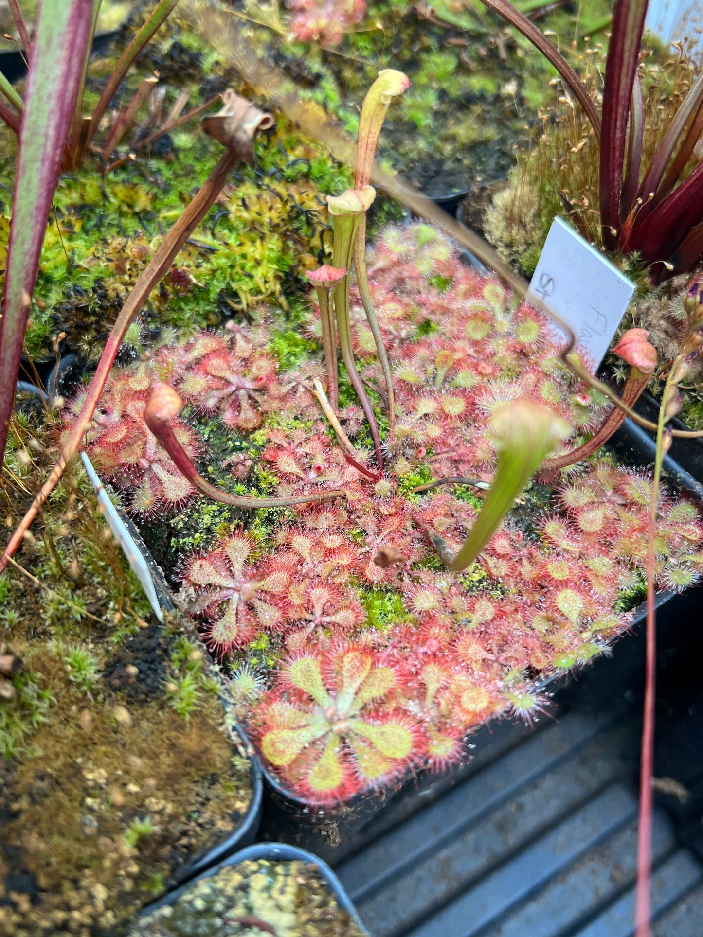 Drosera - Roundleaf Sundew, Single, Bare Root