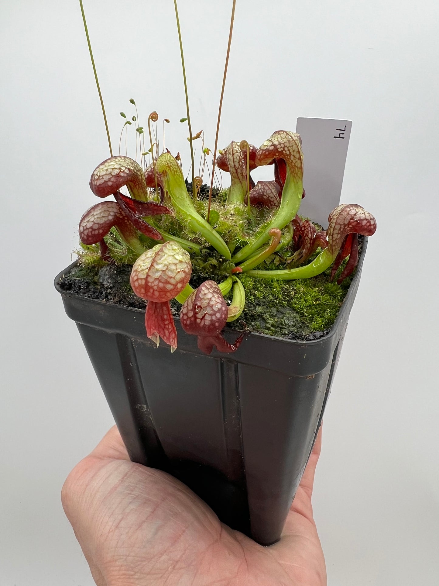 Darlingtonia californica (Cobra Pitcher Plant) - Seed Grown #74