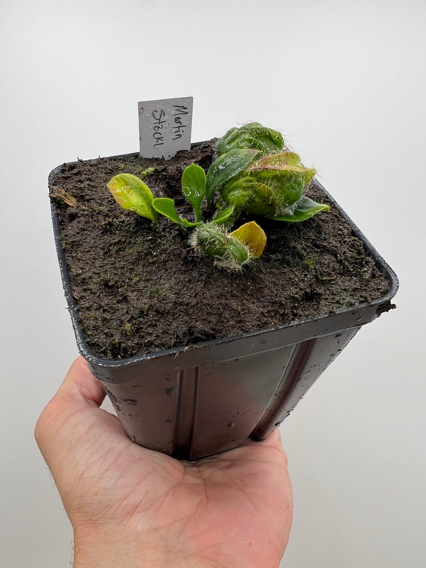 Cephalotus follicularis “Martin Stöckl”