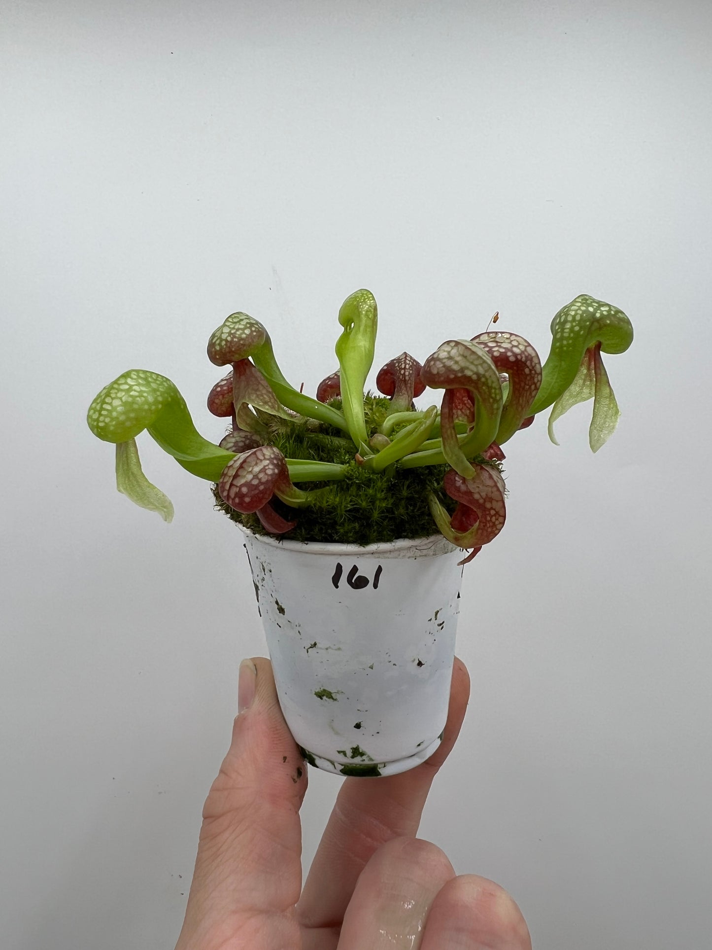 Darlingtonia californica (Cobra Pitcher Plant) - Seed Grown #161