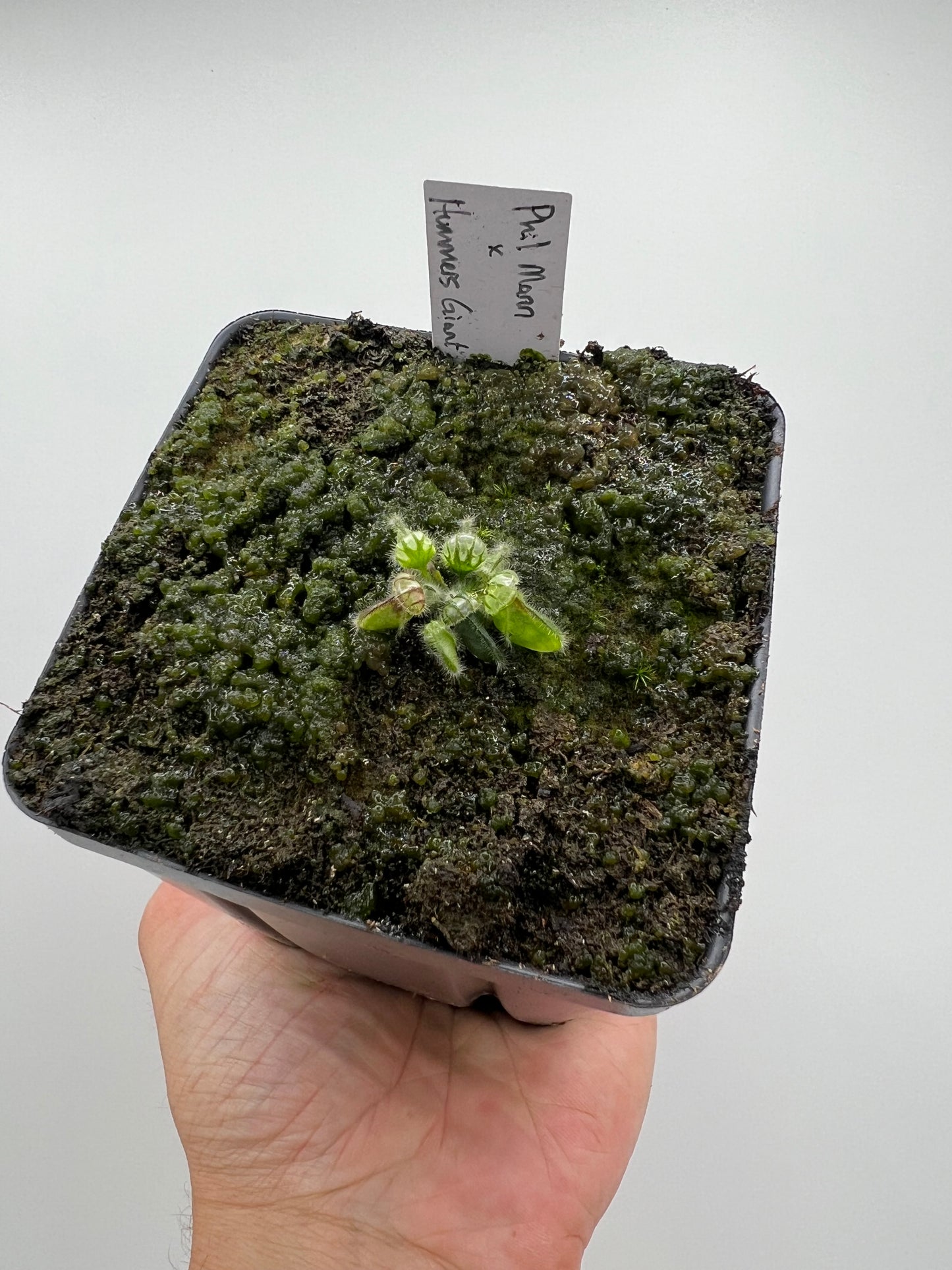 Cephalotus follicularis “Phil Mann” x “Hummers Giant”