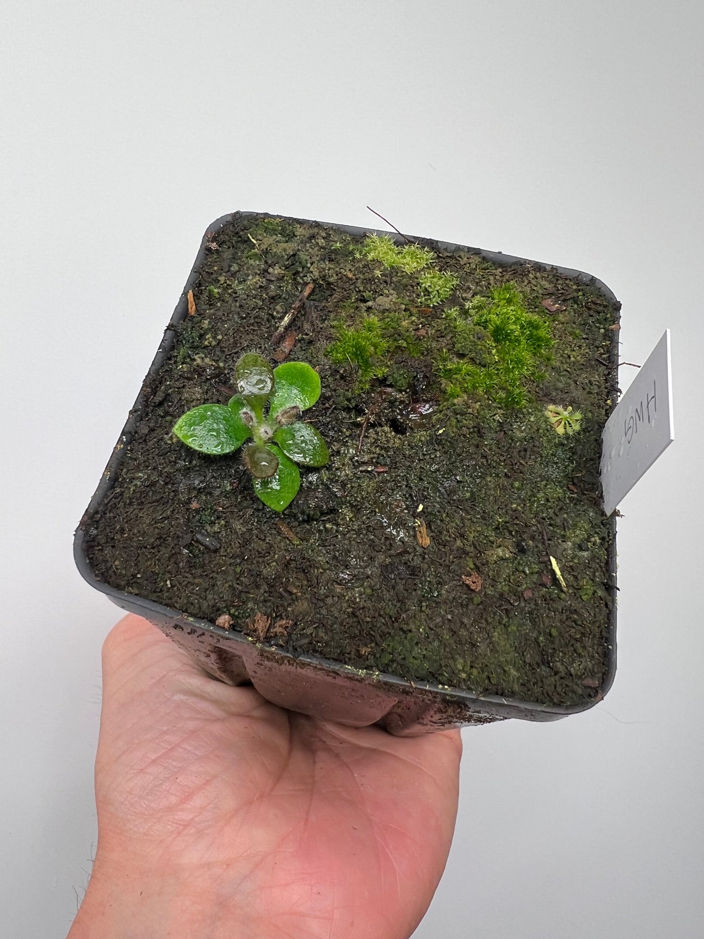 Cephalotus follicularis “Harald Weiner Giant” (aka True Giant) - *Rare*