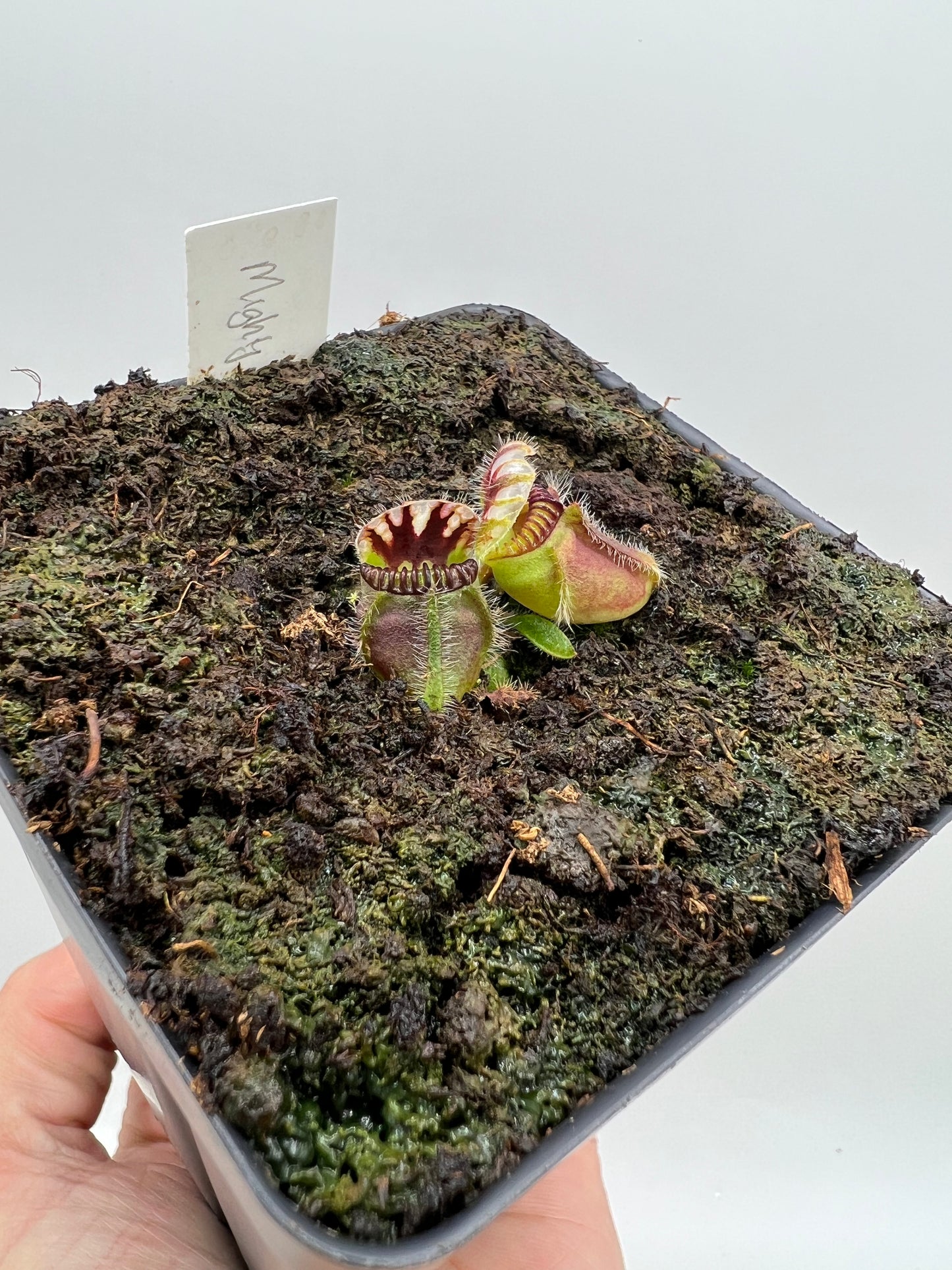 Cephalotus follicularis “Mighty Midget” - *Rare*