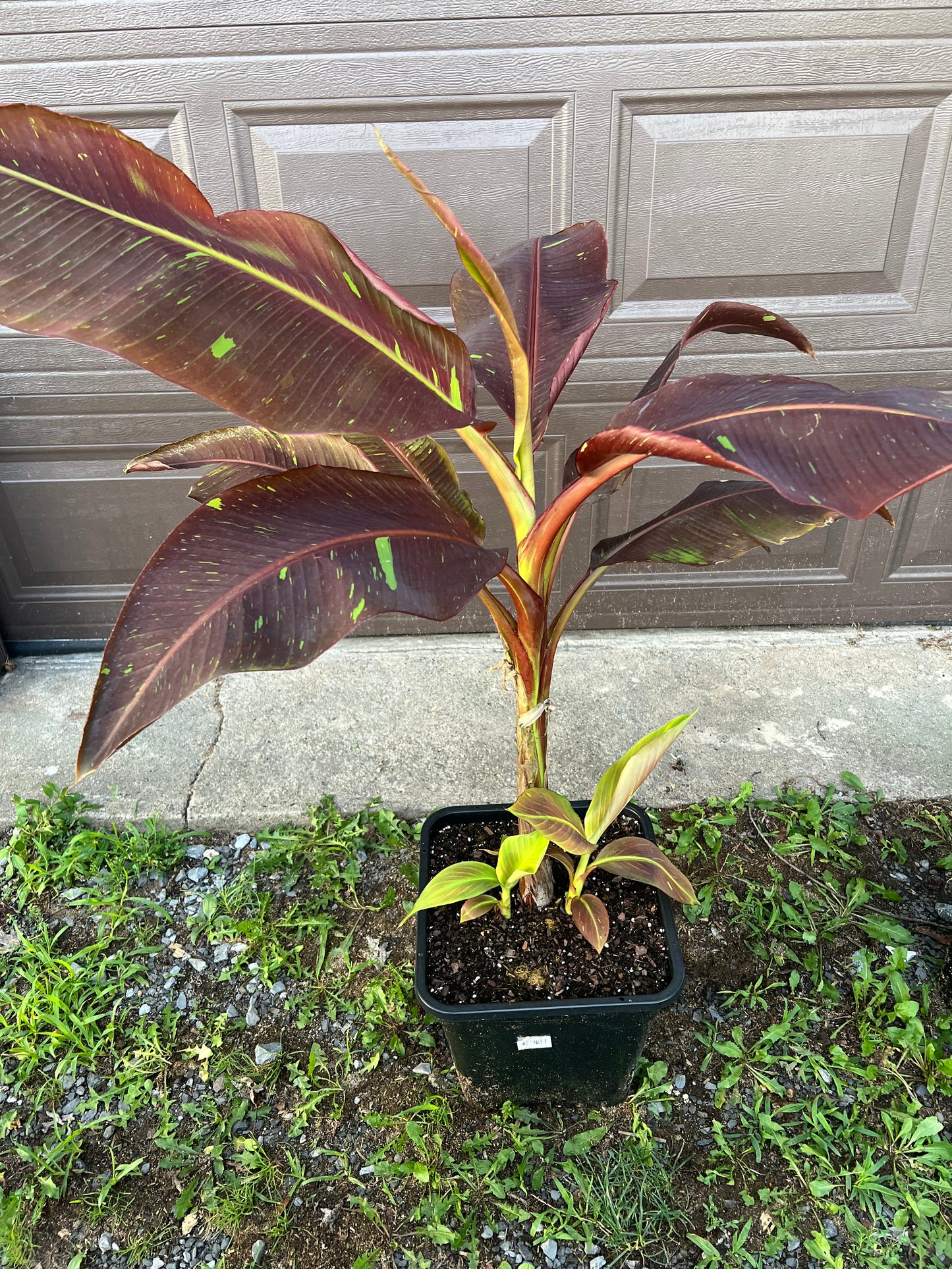 Musa ‘Siam Ruby’
