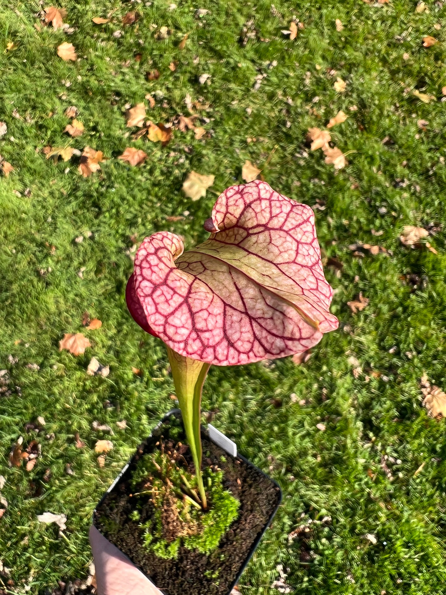 Sarracenia ‘Hot Lips’ x ‘Adrian Slack’ - Seed Grown (LC)