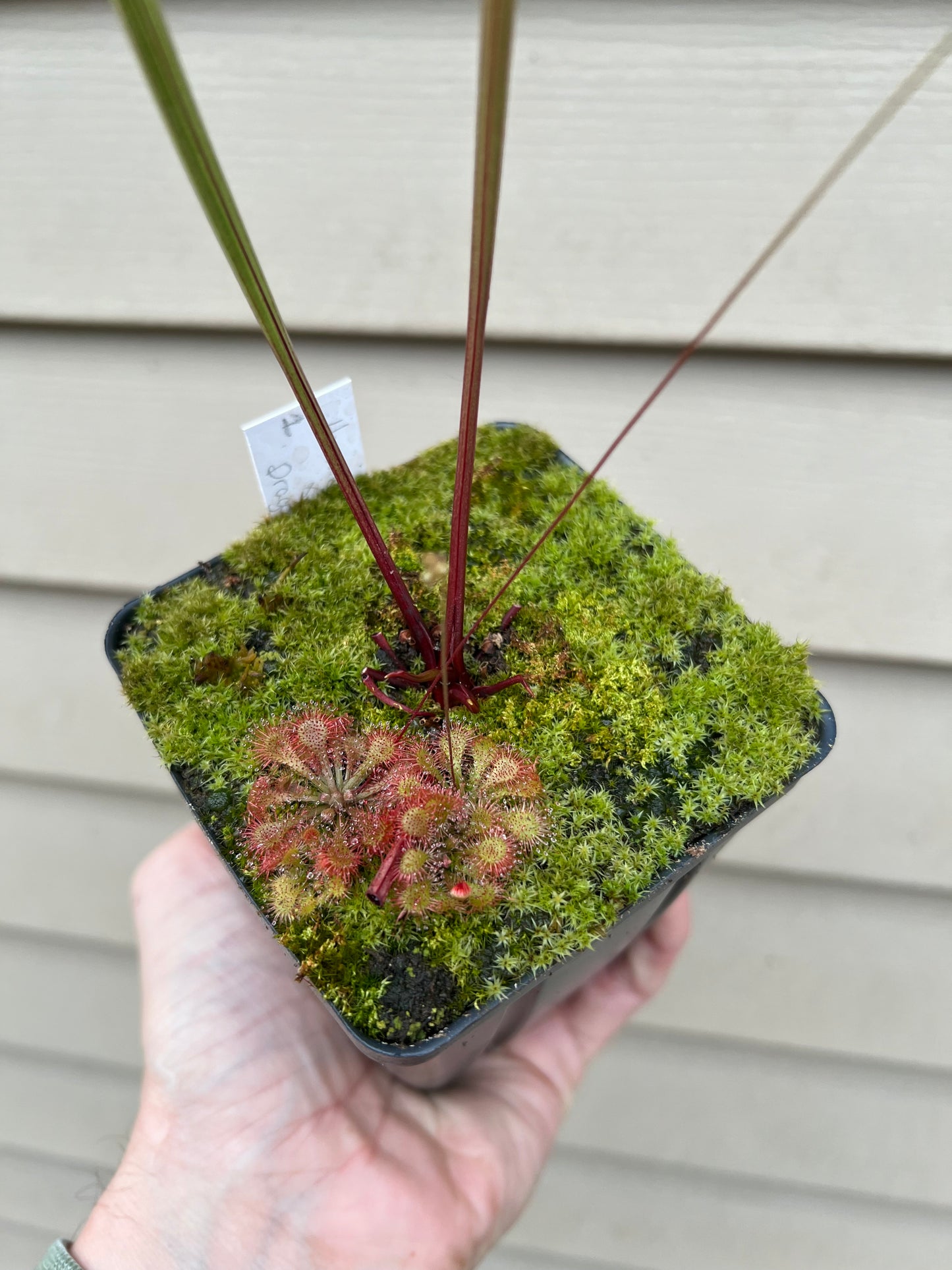 Sarracenia “Hawaiian Ice” x ‘Dragon Queen’ - Seed Grown #1