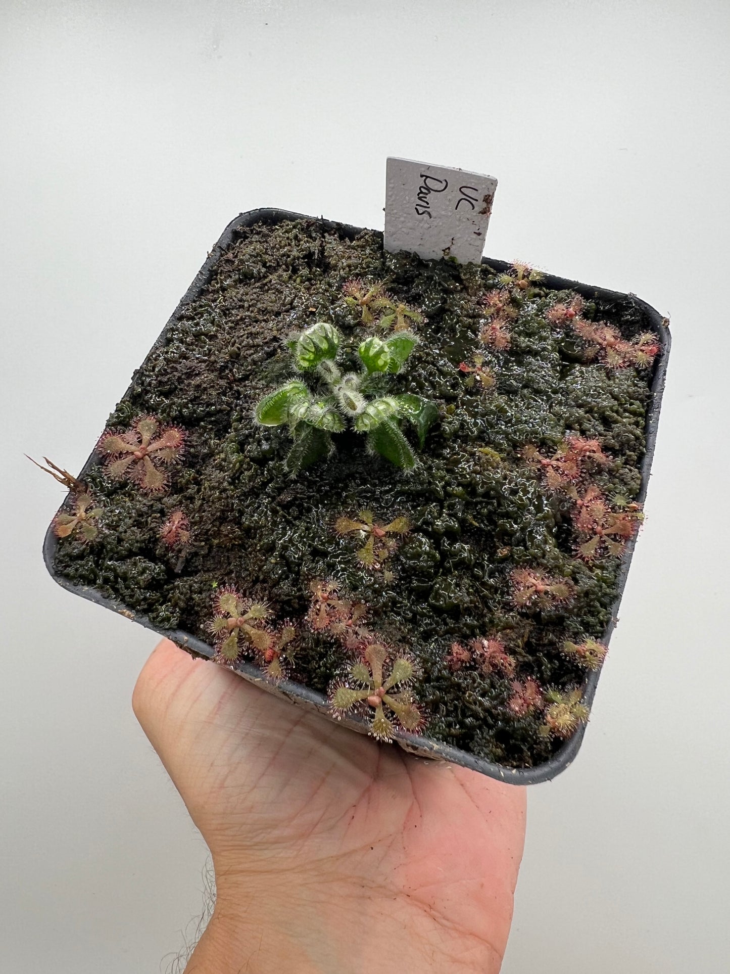 Cephalotus follicularis “UC Davis”