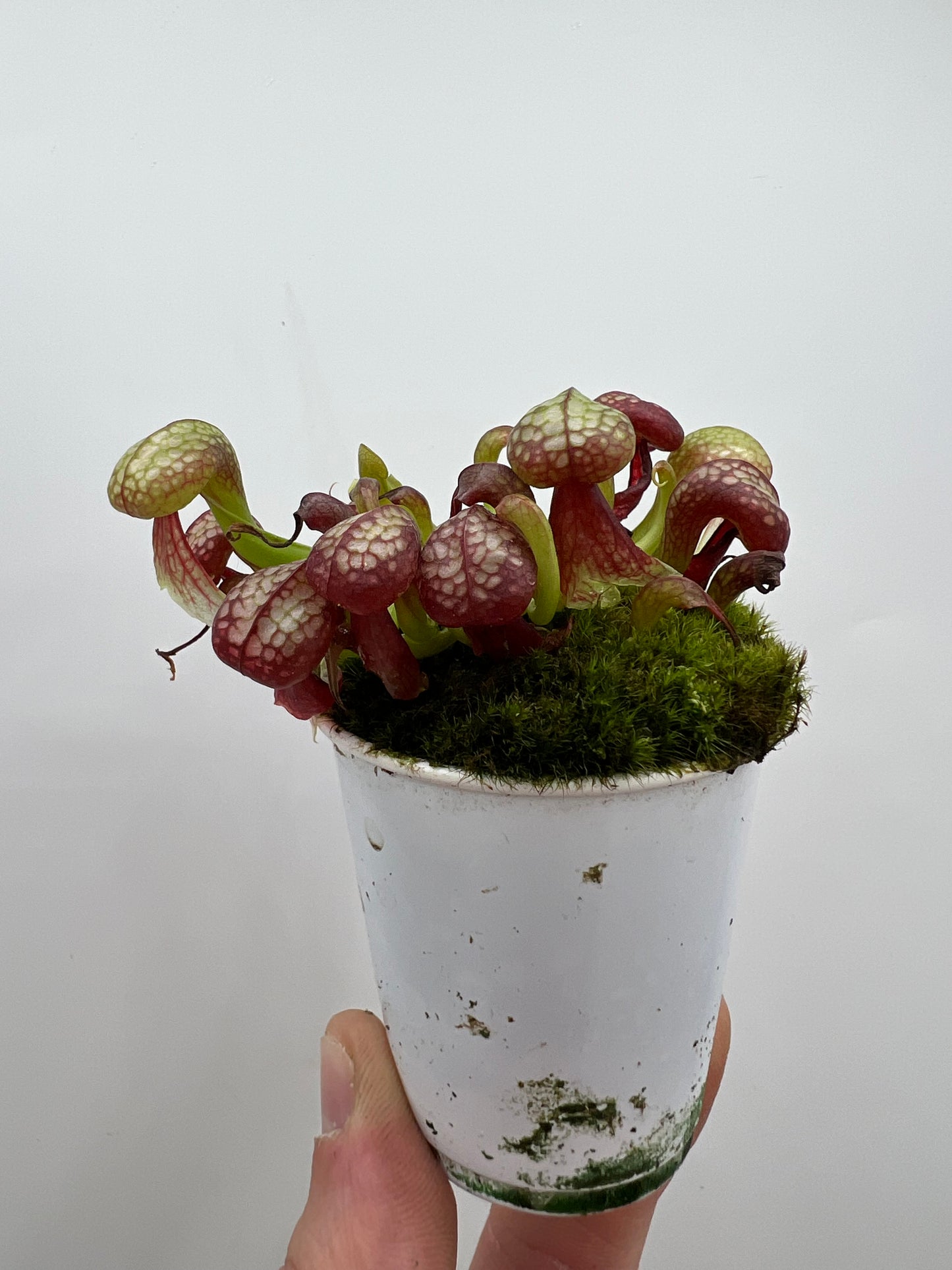 Darlingtonia californica (Cobra Pitcher Plant) - Seed Grown #170