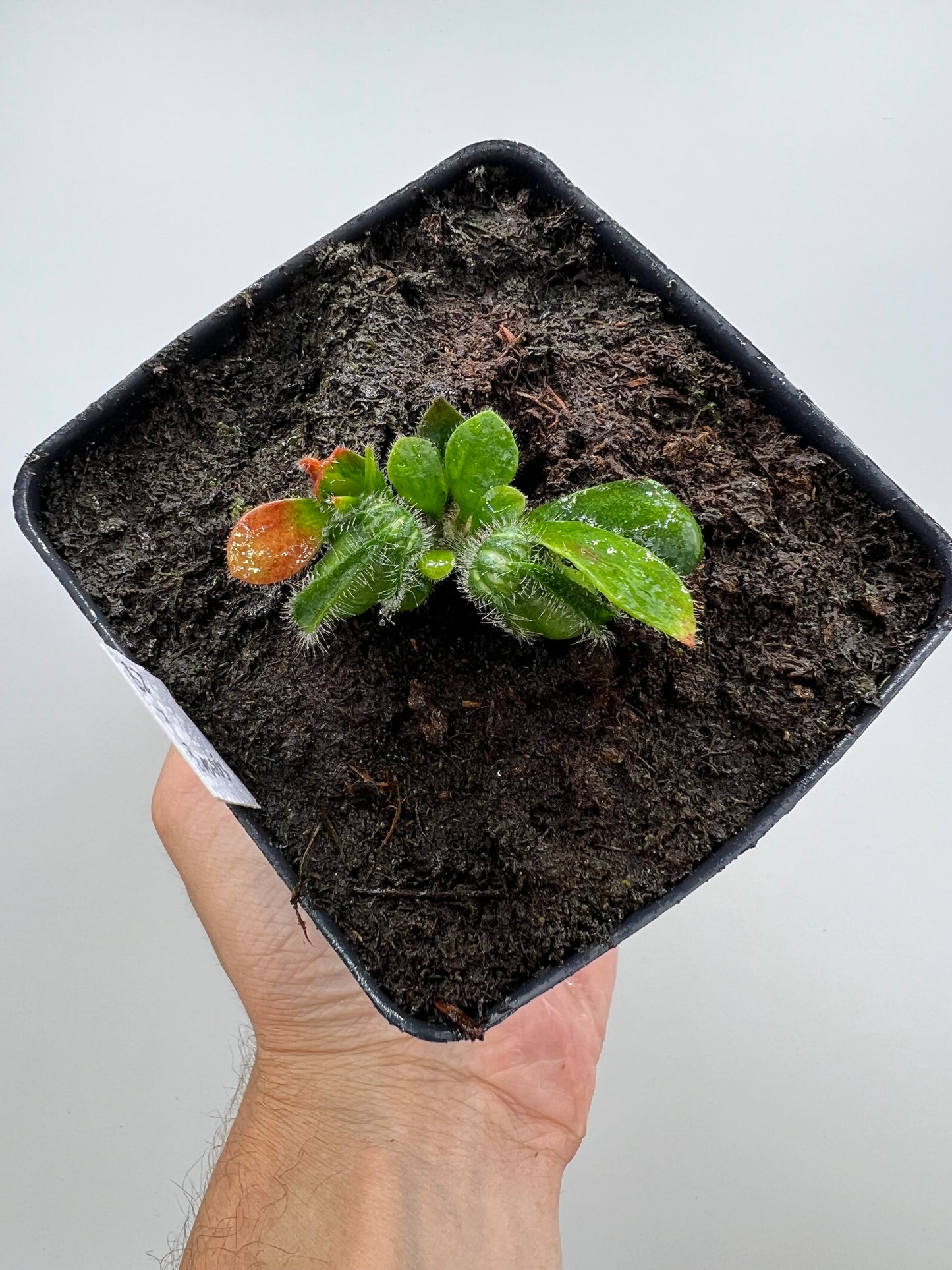 Cephalotus follicularis “Brewers Beauty” x “Brewers”