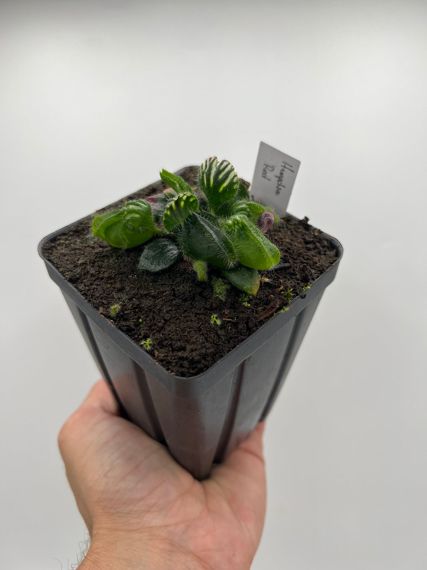 Cephalotus follicularis “Hampshire Red”