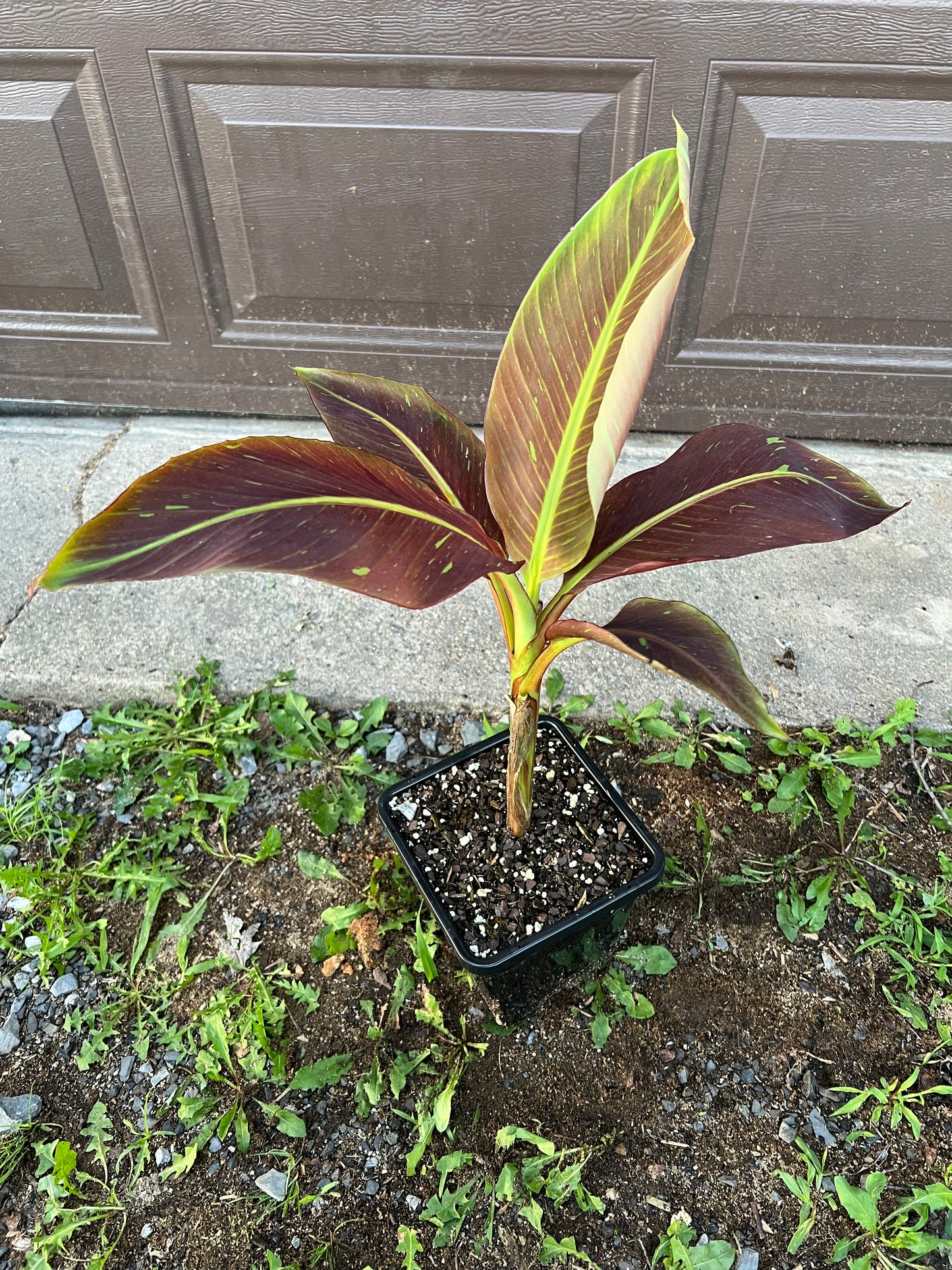Musa ‘Siam Ruby’