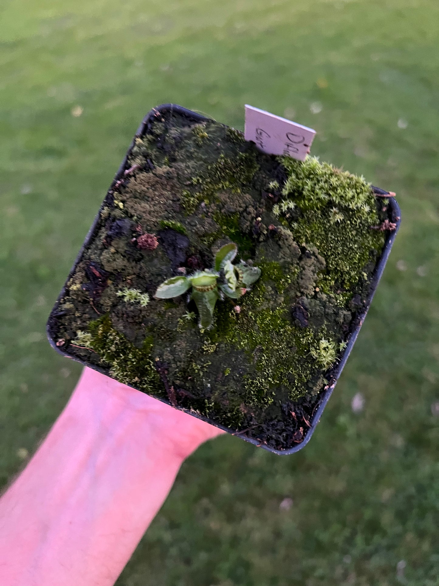 Cephalotus follicularis “Diflora giant”
