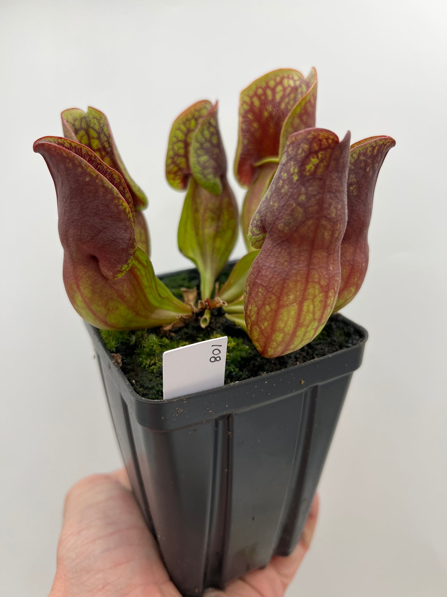 Sarracenia purpurea ssp. purpurea (Centre Co, PA) - Seed Grown #108
