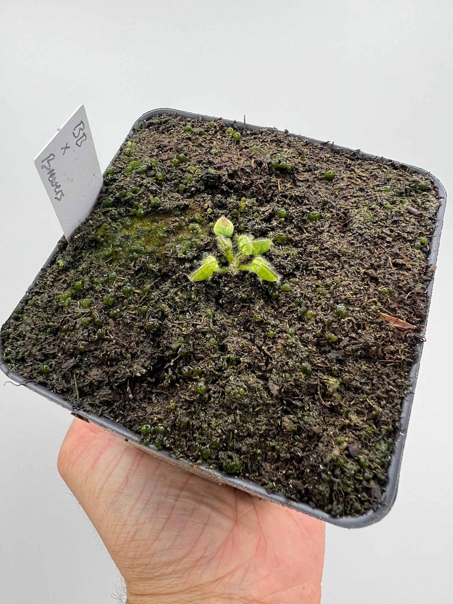 Cephalotus follicularis “Brewers Beauty” x “Brewers”