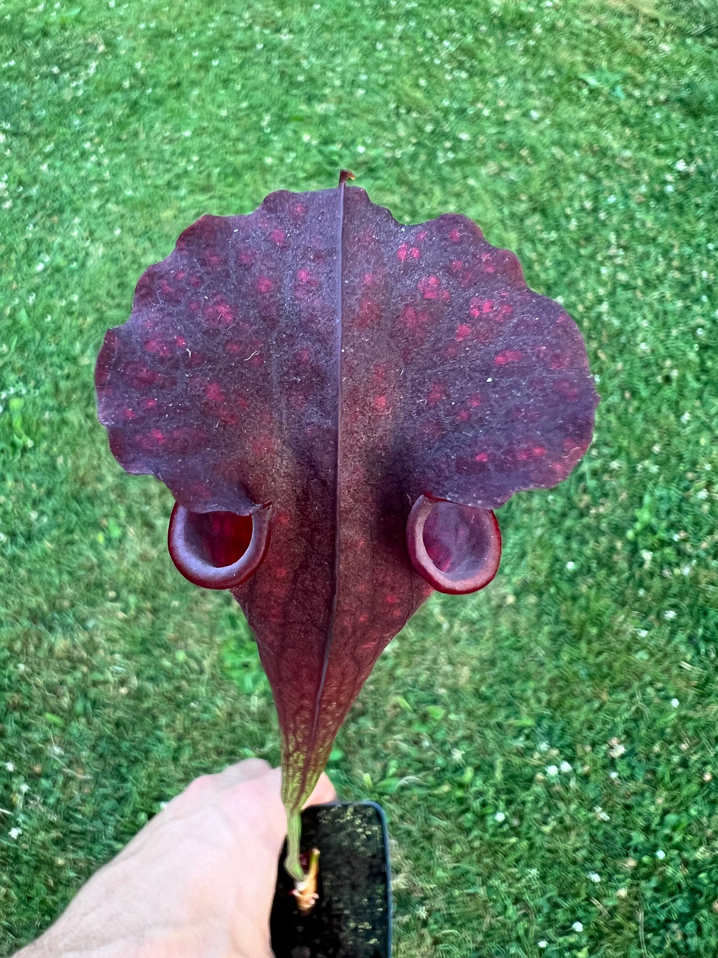 Sarracenia “Purple Sparks” - (Phil Faulisi)