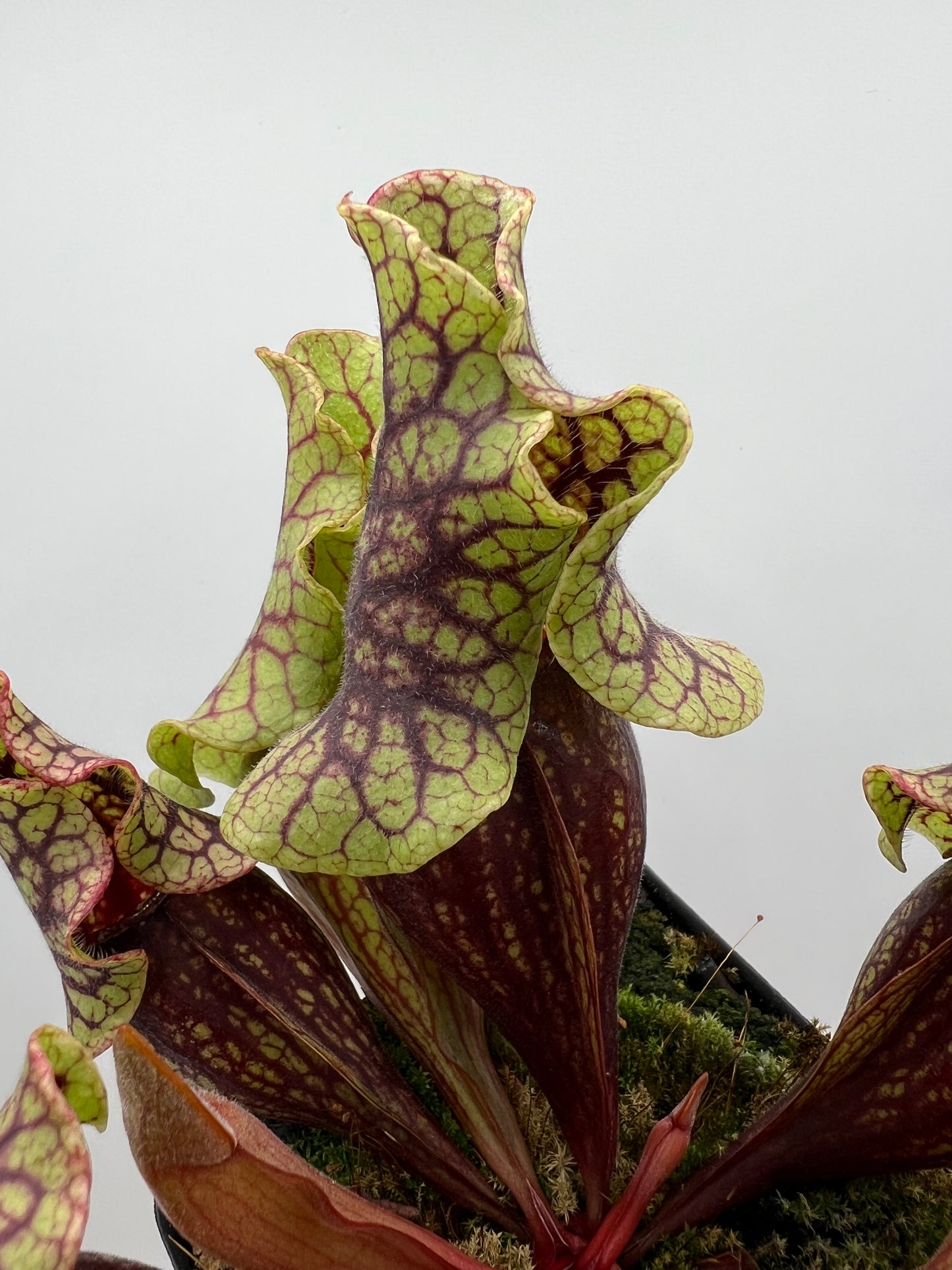 Sarracenia purpurea ssp. venosa “Little Carnivores” - Seed Grown #27