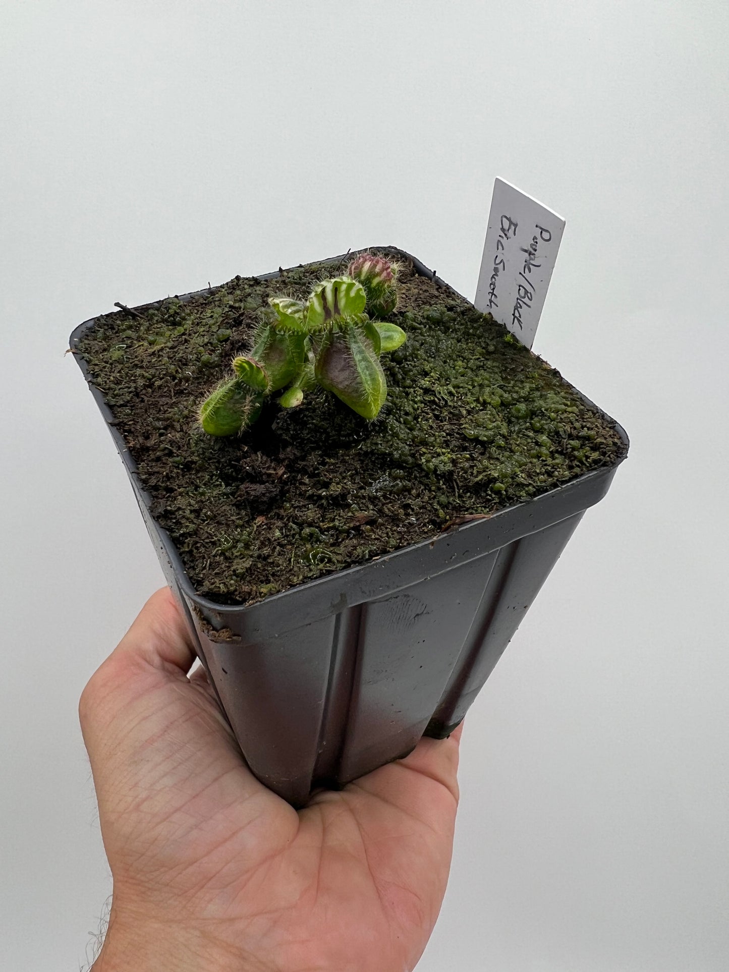 Cephalotus follicularis “Purple/Black” - Eric Smooth